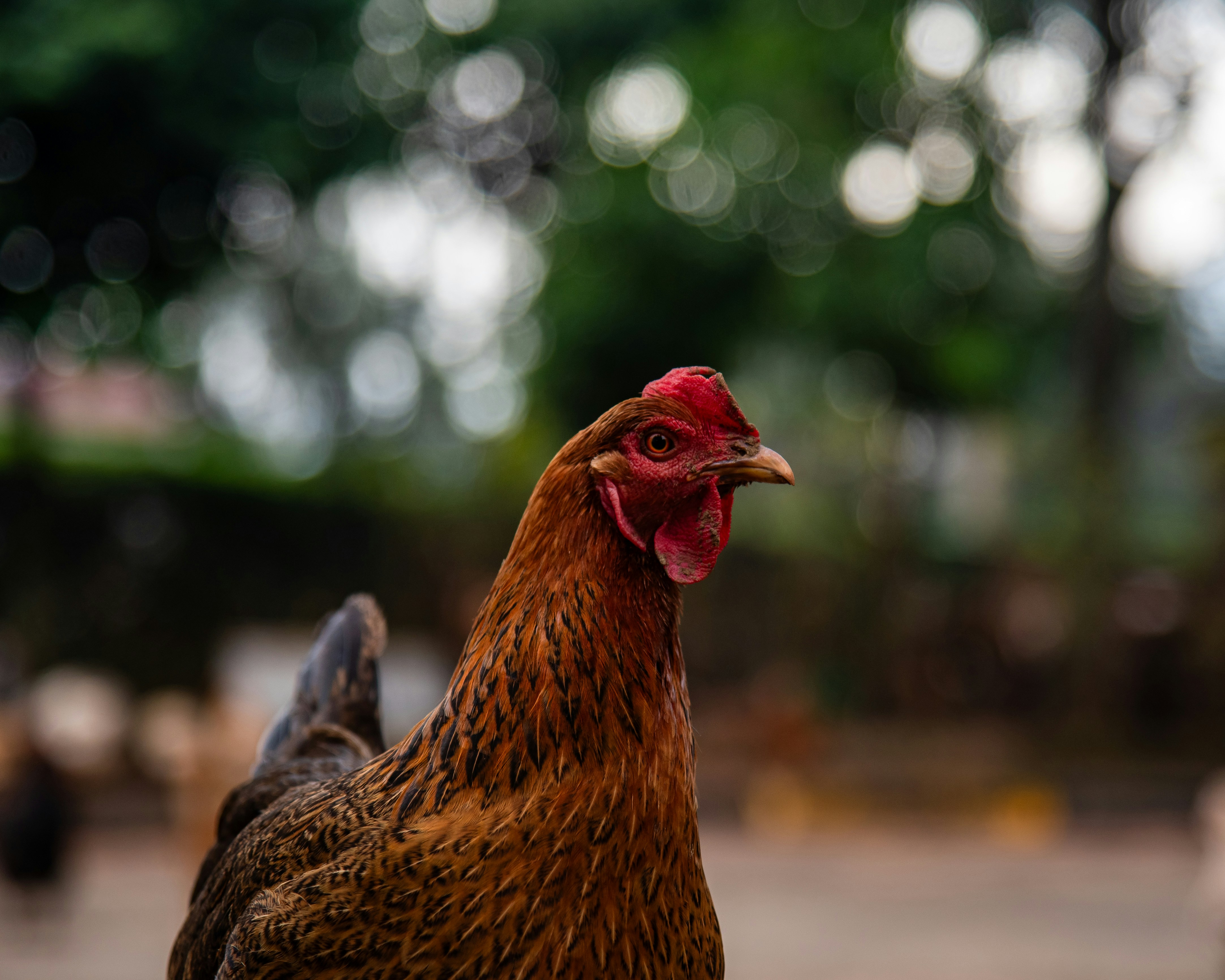 Photo by ojijohammilton