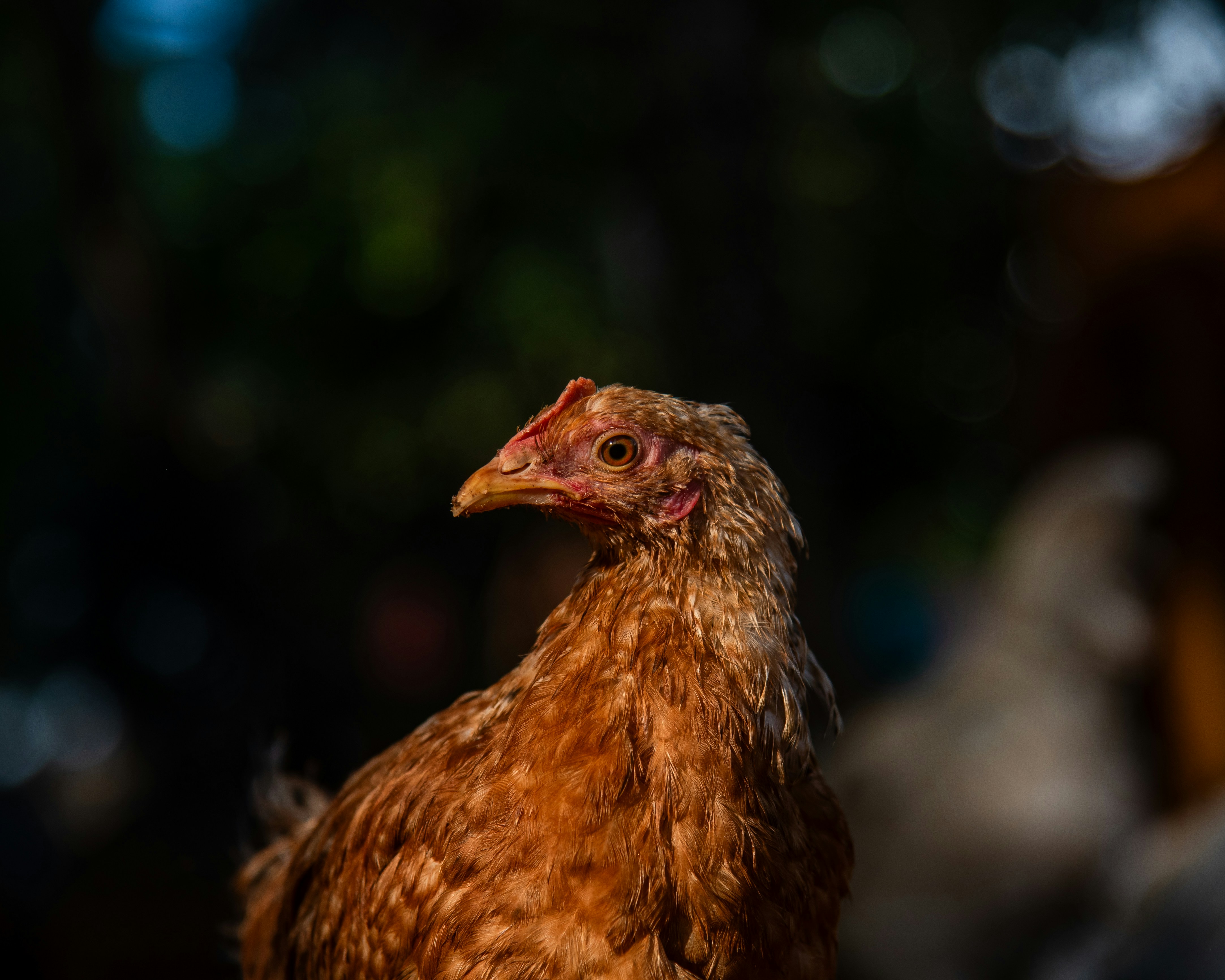 Organic Bird Food Brands in USA and Europe