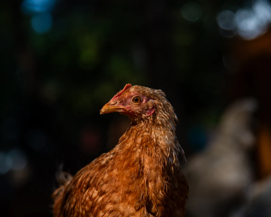 Brown chicken on a Kenyan farm