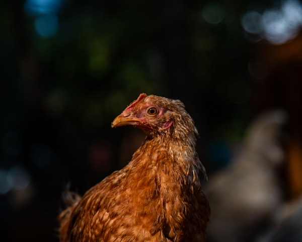 Gallina en libertad en el campo