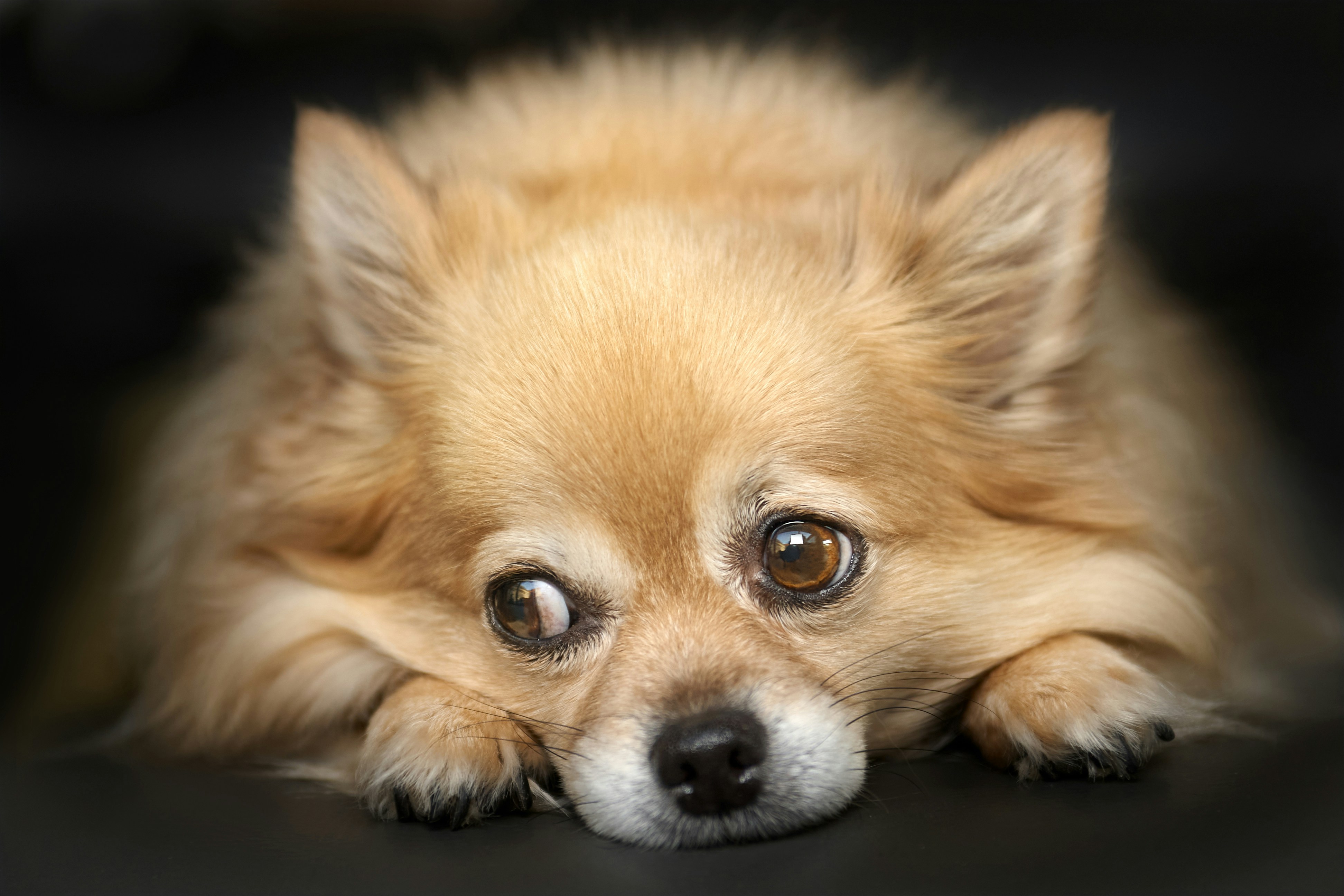 5 Expensive Pet Co-Parenting Money Mistakes That Ruin Relationships