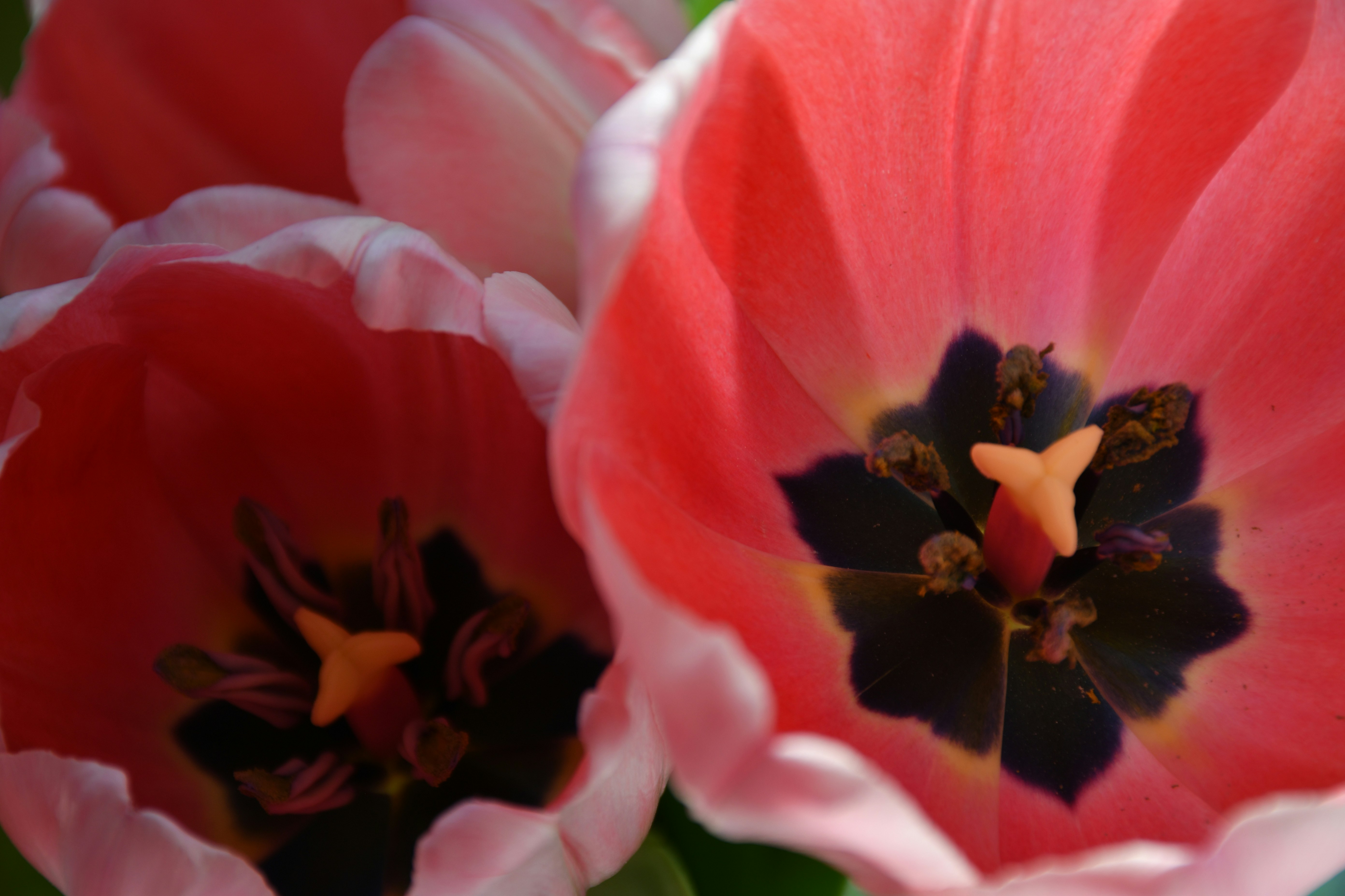 Photo by anna_kharkivska