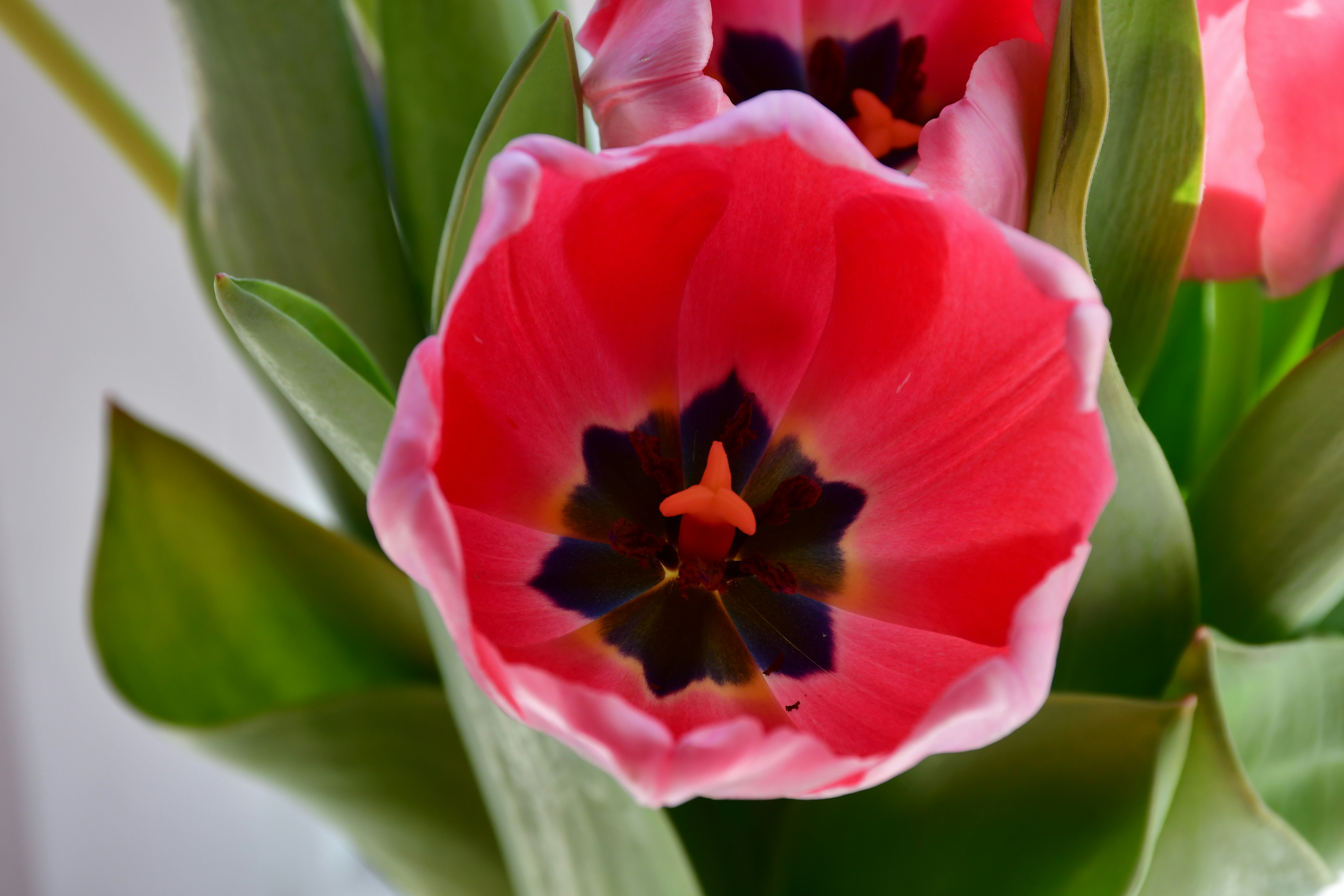 Photo by anna_kharkivska