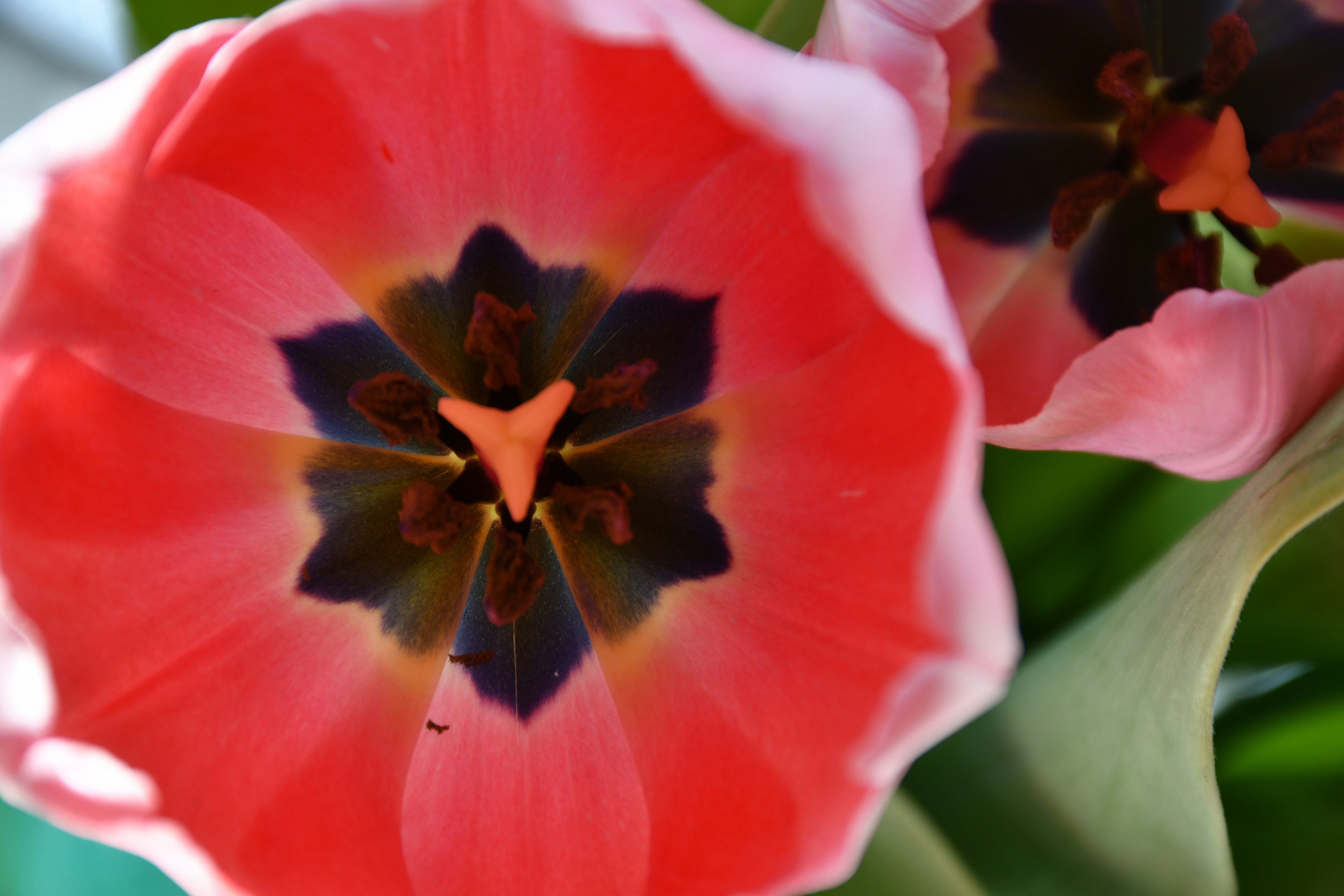 Photo by anna_kharkivska