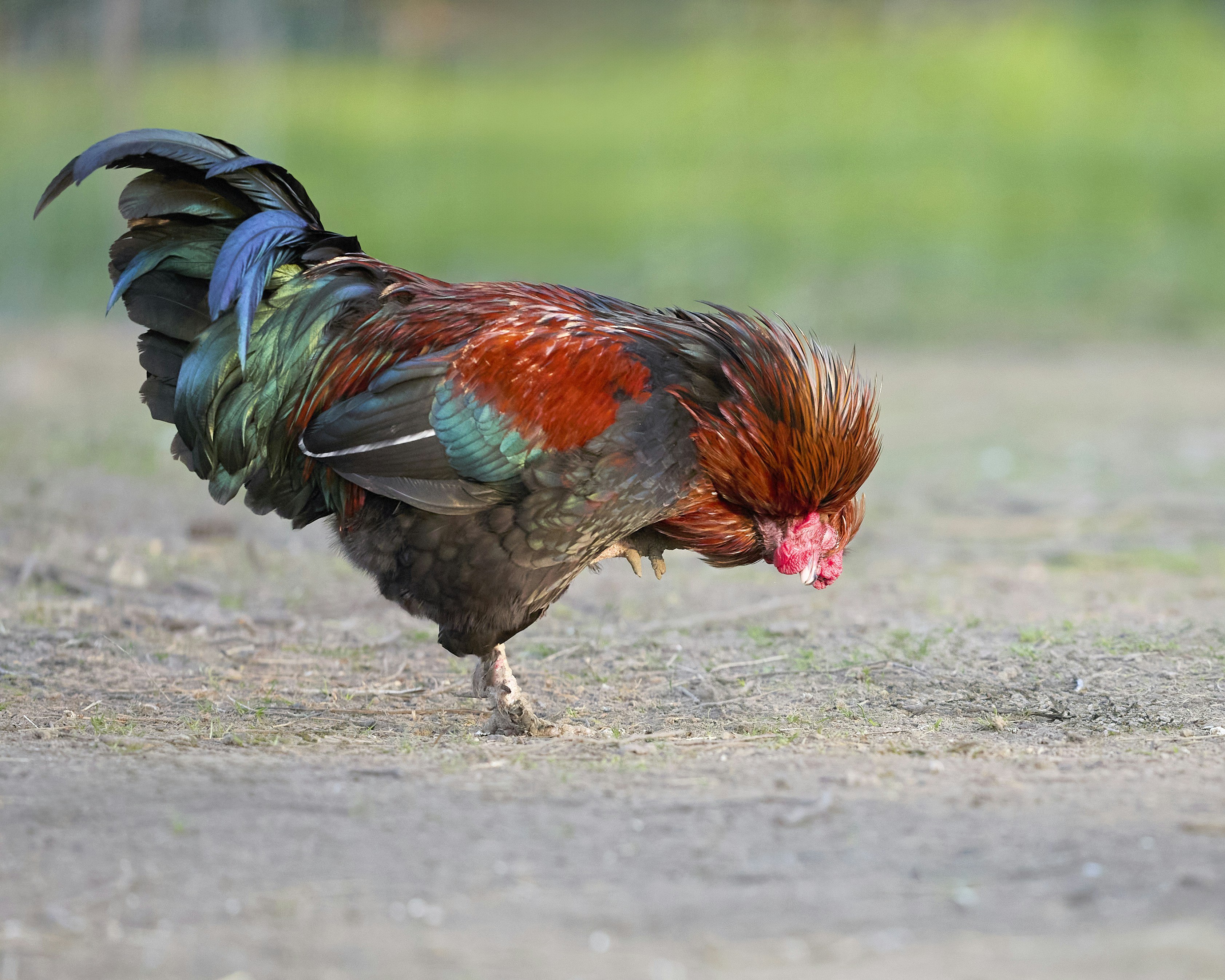 Photo by erwinbosman