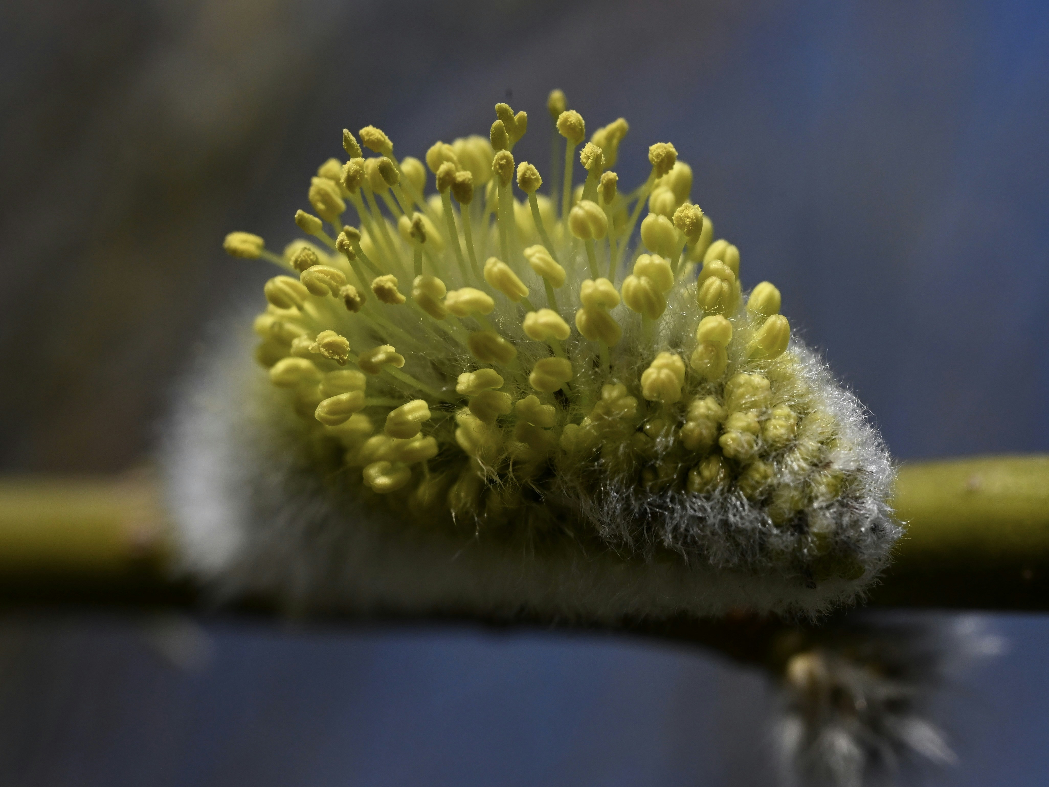 보송보송한 노란 버드나무 봉오리의 클로즈업.