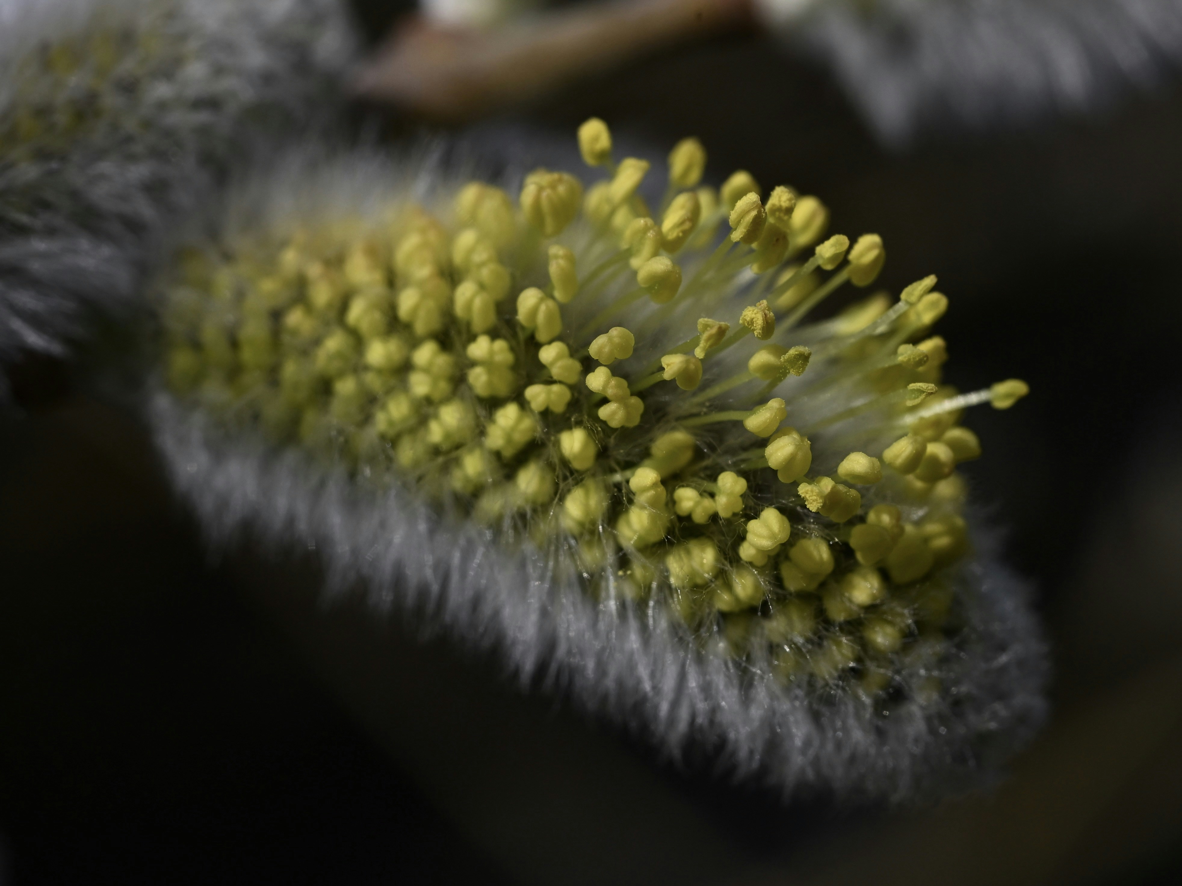 노란 수술이 있는 보송보송한 버드나무 캣킨 클로즈업.