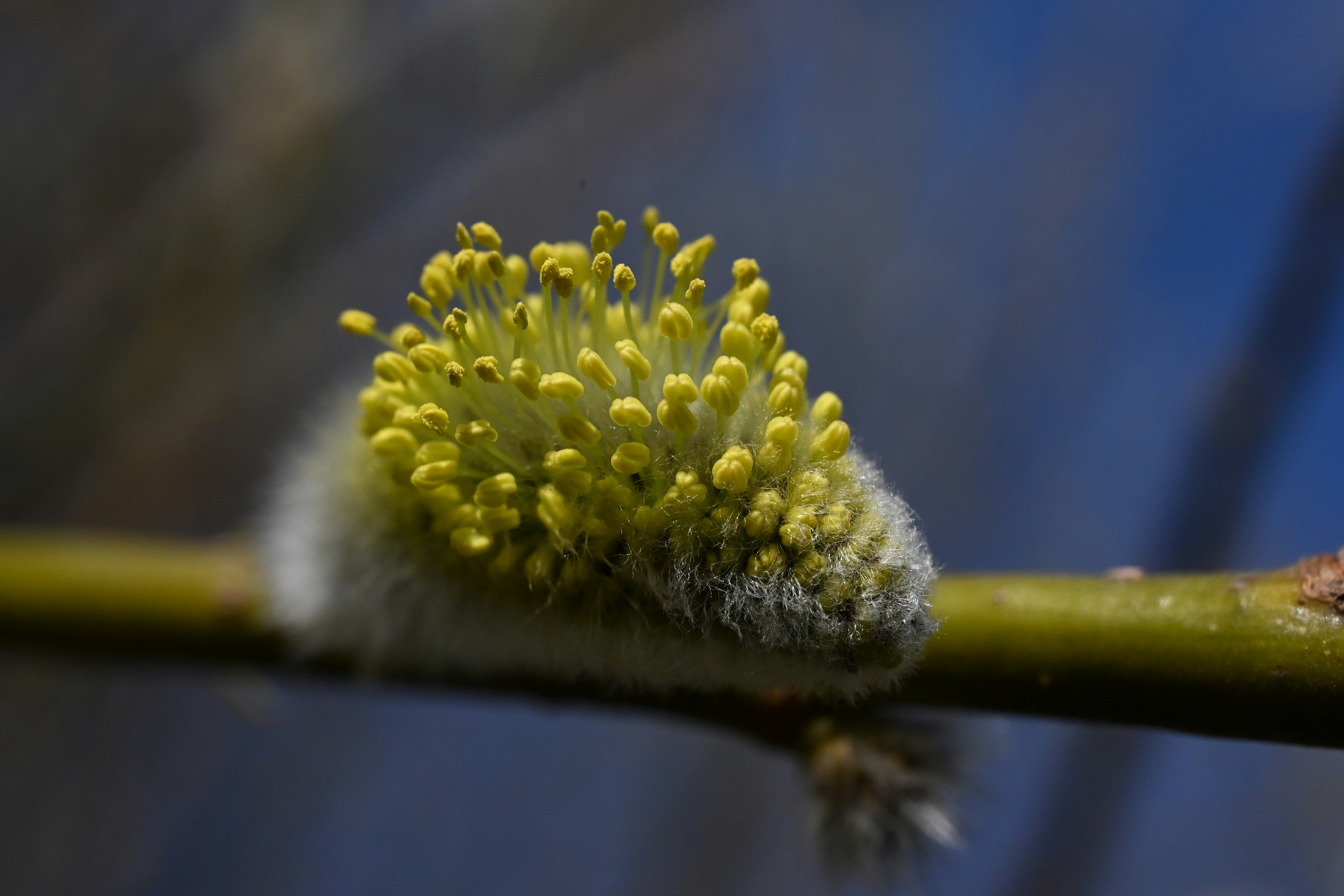 노란 수술이 있는 보송보송한 버드나무 순 클로즈업.