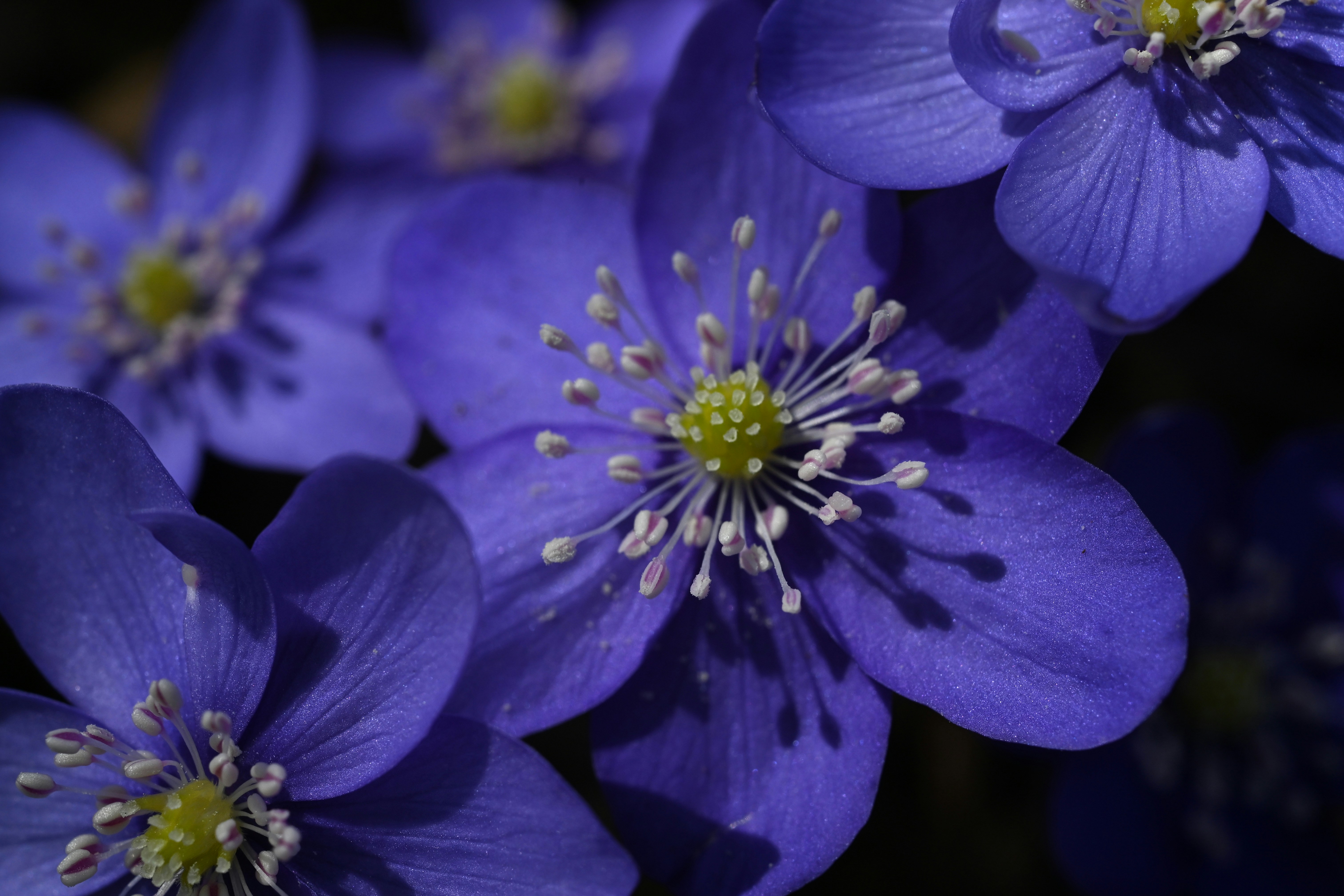 노란 중심이 있는 섬세한 파란색 야생화 클로즈업.