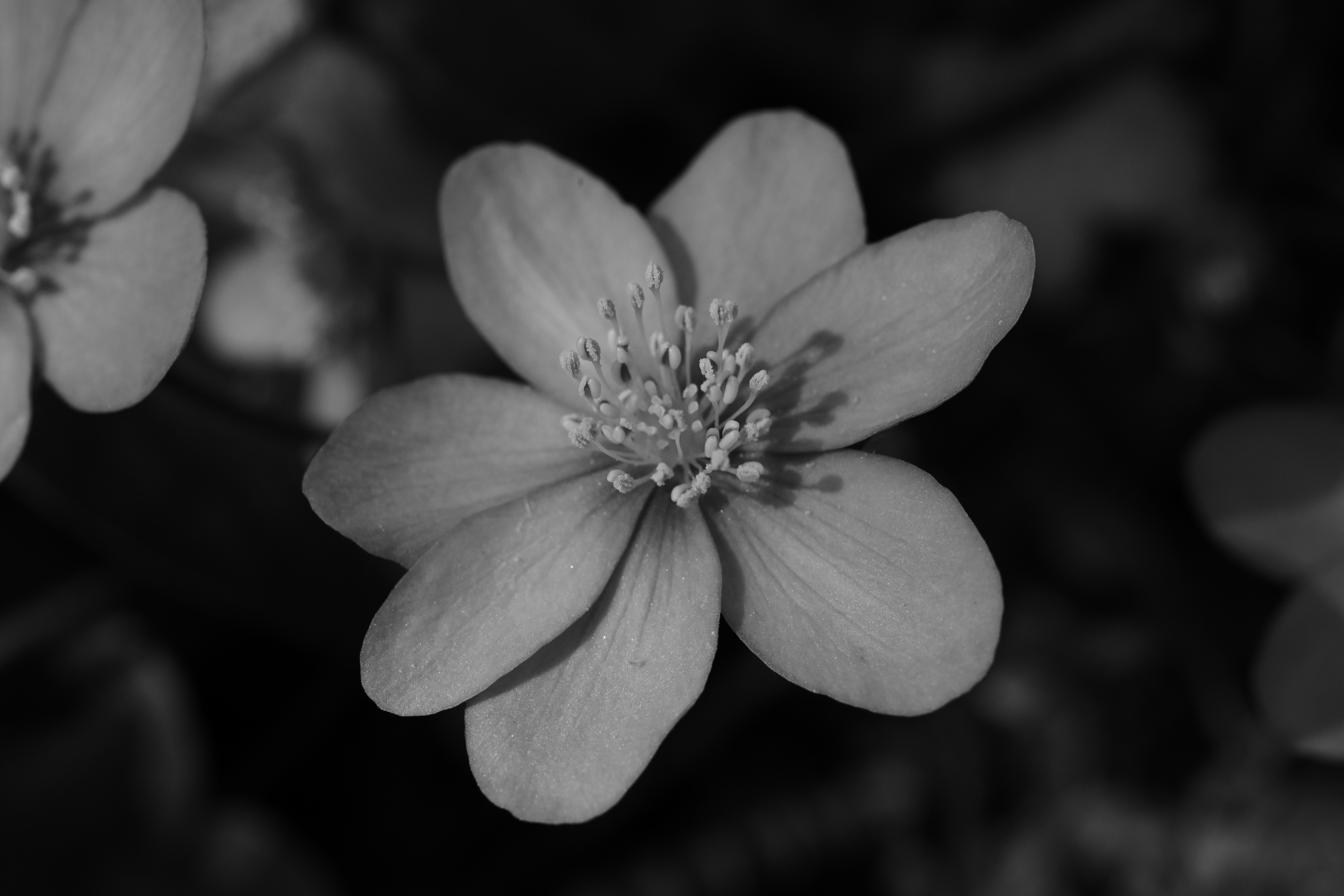 여섯 개의 꽃잎을 가진 섬세한 꽃의 클로즈업.