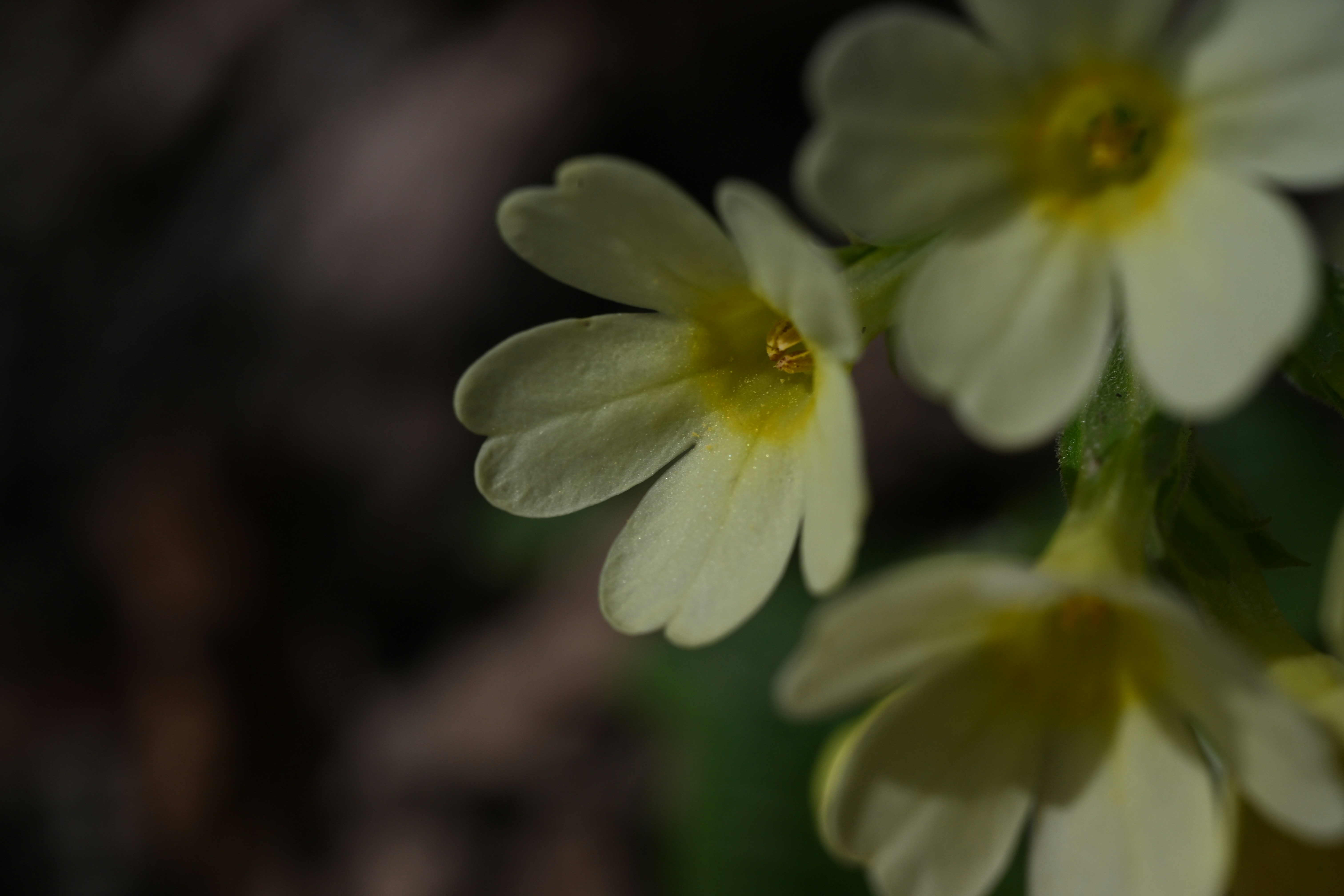 섬세한 노란 프림로즈 꽃이 부드러운 빛 속에서 피어납니다.