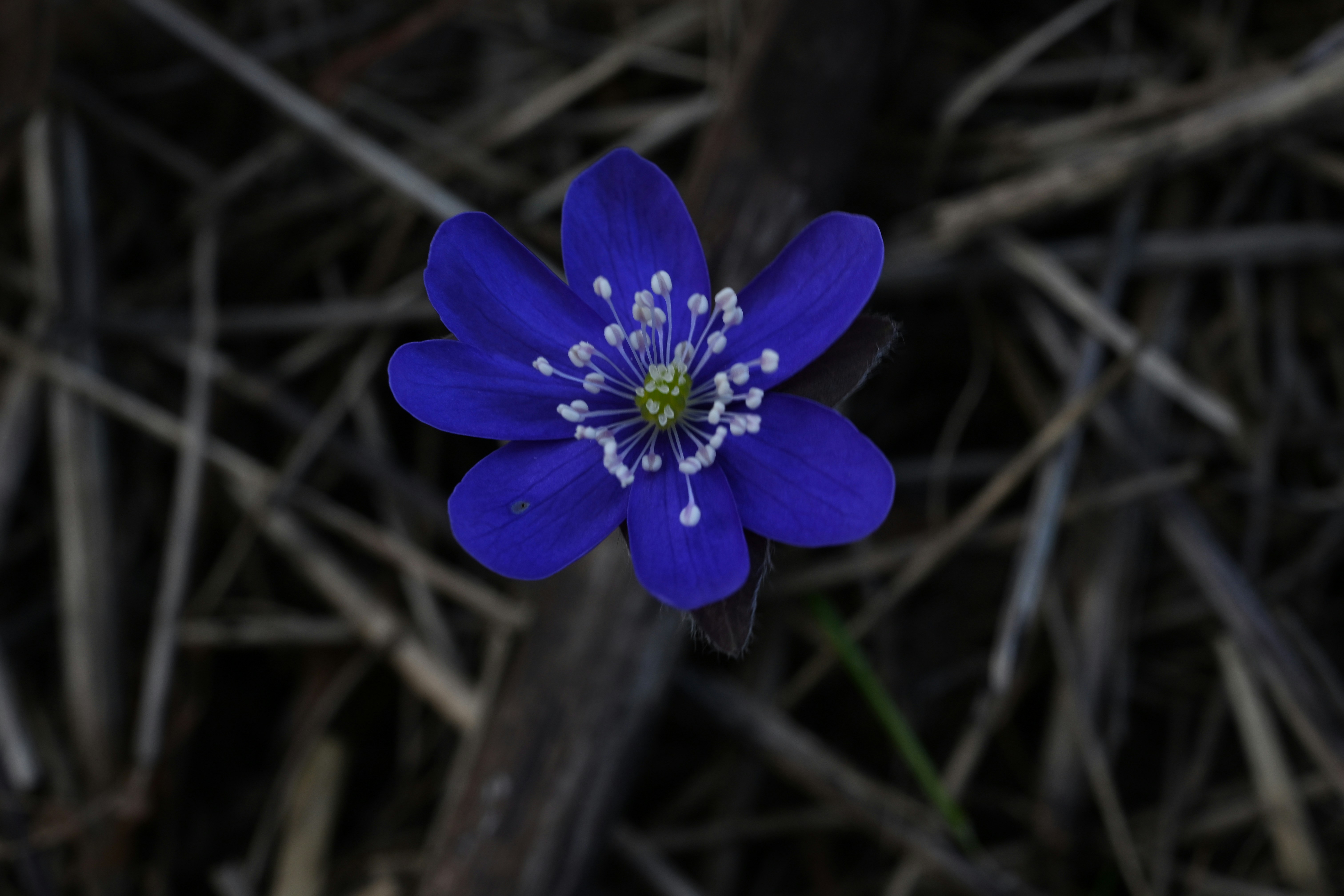 섬세한 흰 수술을 가진 선명한 파란 야생화 한 송이.