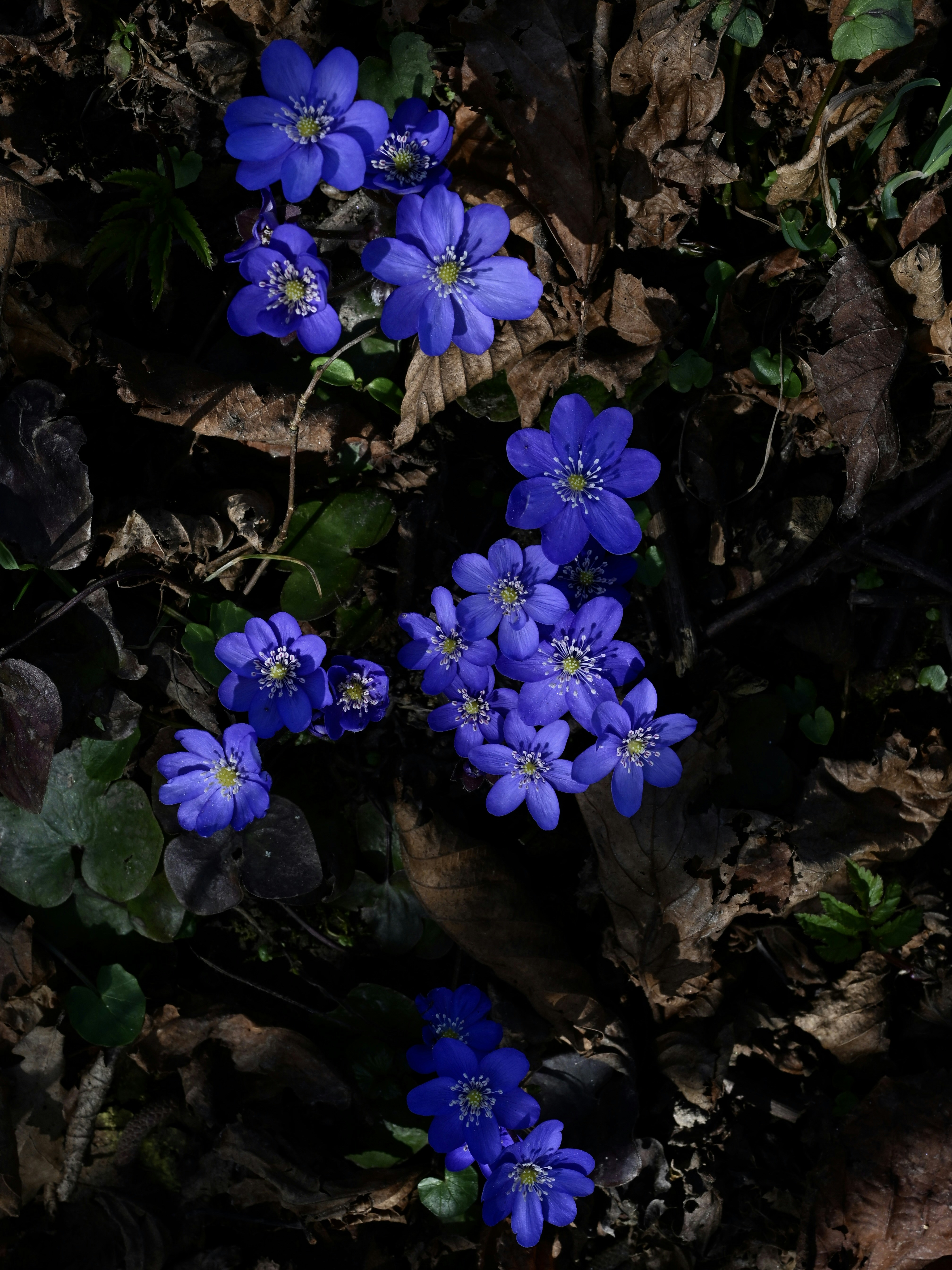 숲 바닥에 핀 작은 파란 꽃 무리.