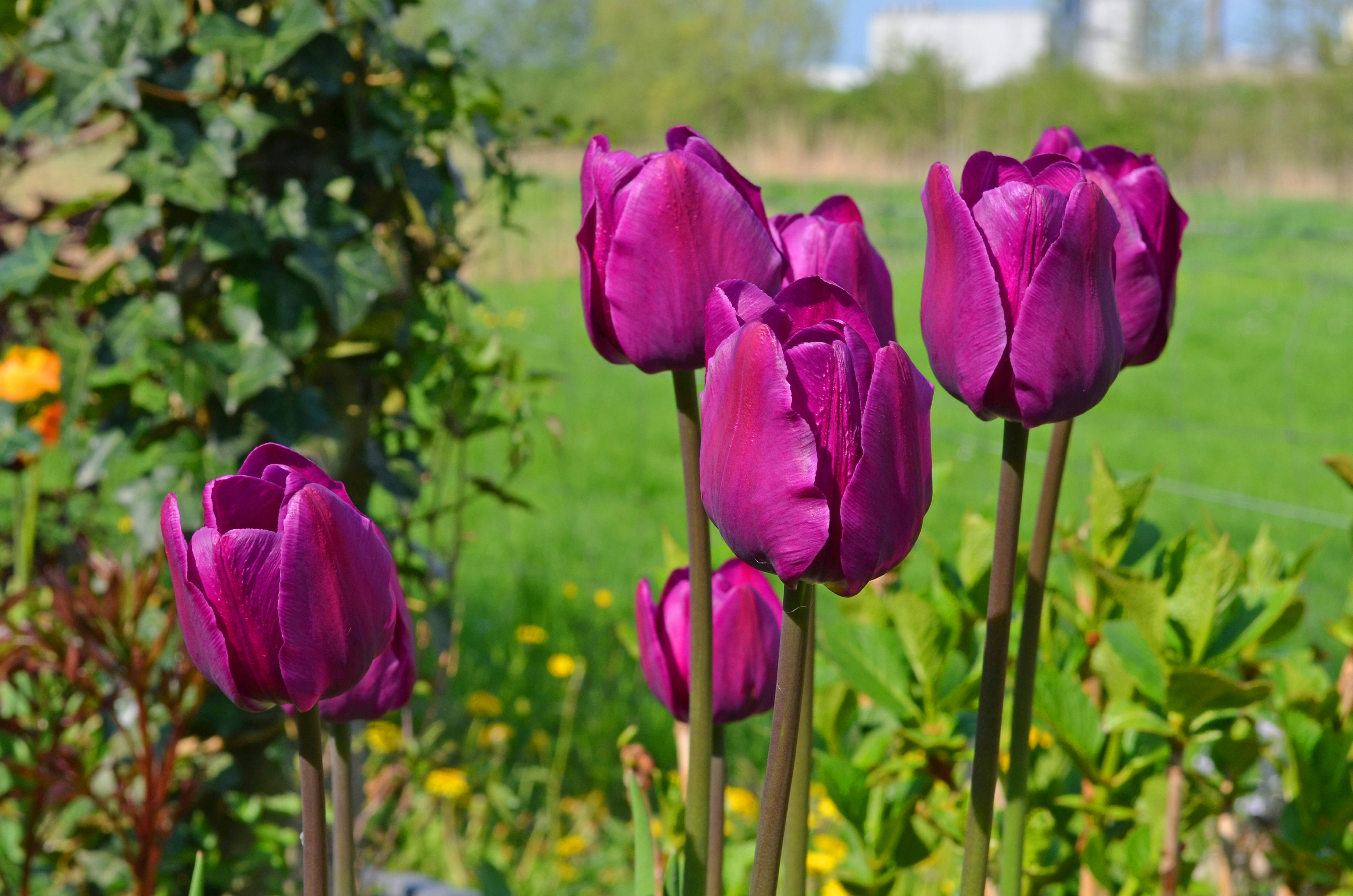 Tuin Groningen — Several deep purple tulips bloom in a garden. — Tuinrenovatie in Groningen: bodem, kosten en lokale tips voo