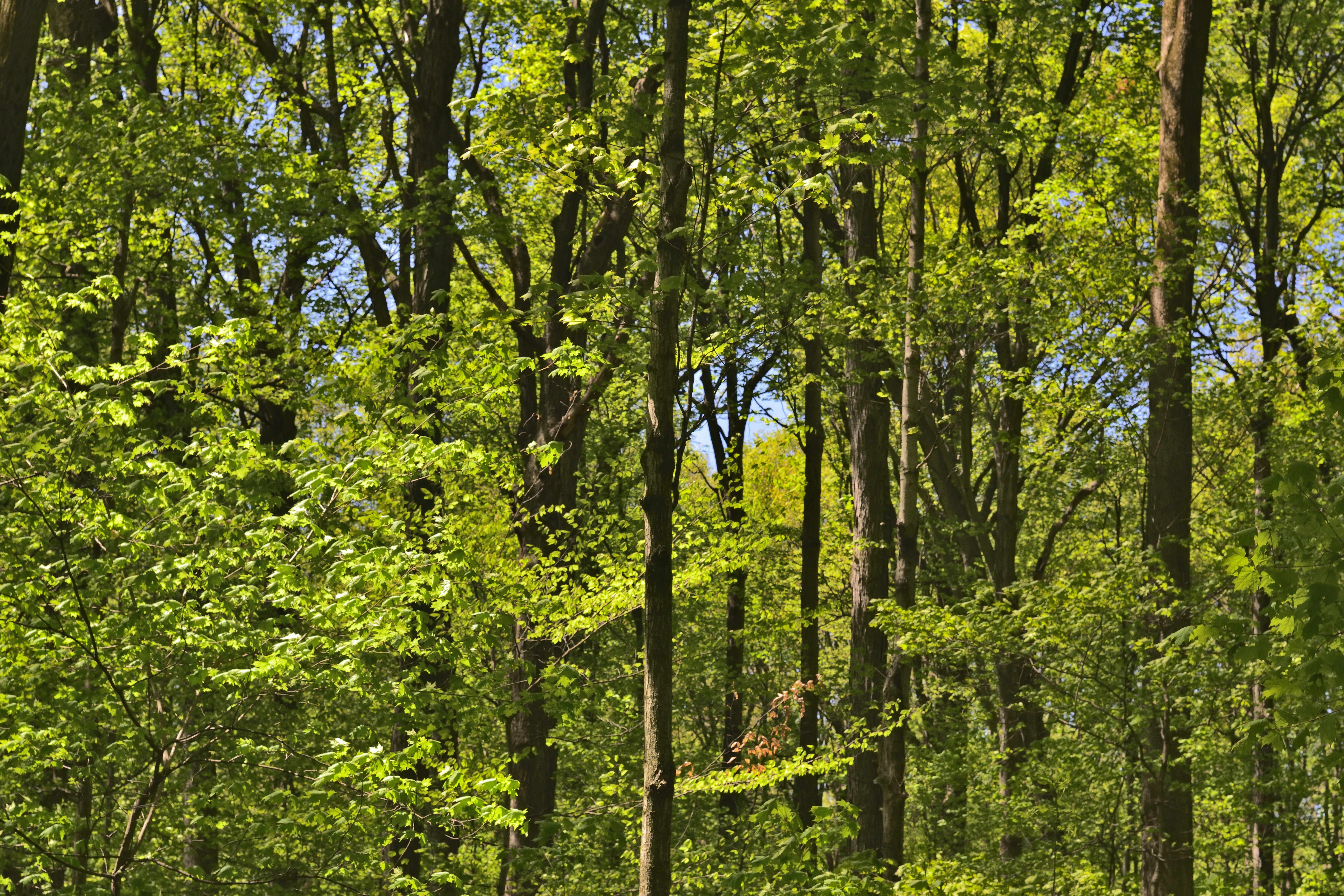 Sunlight filtering through lush green forest canopy.