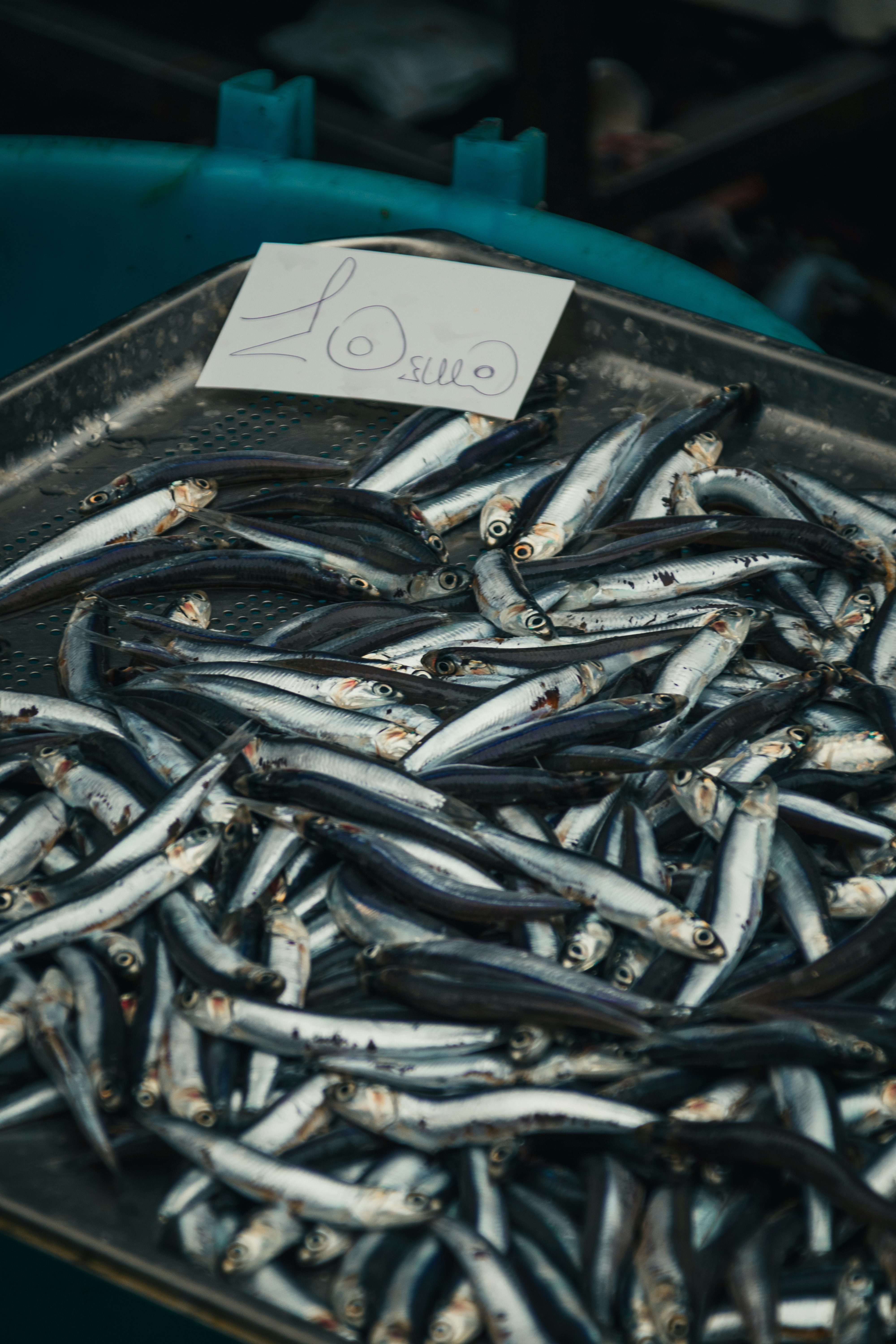Setumpuk ikan teri segar di atas nampan logam