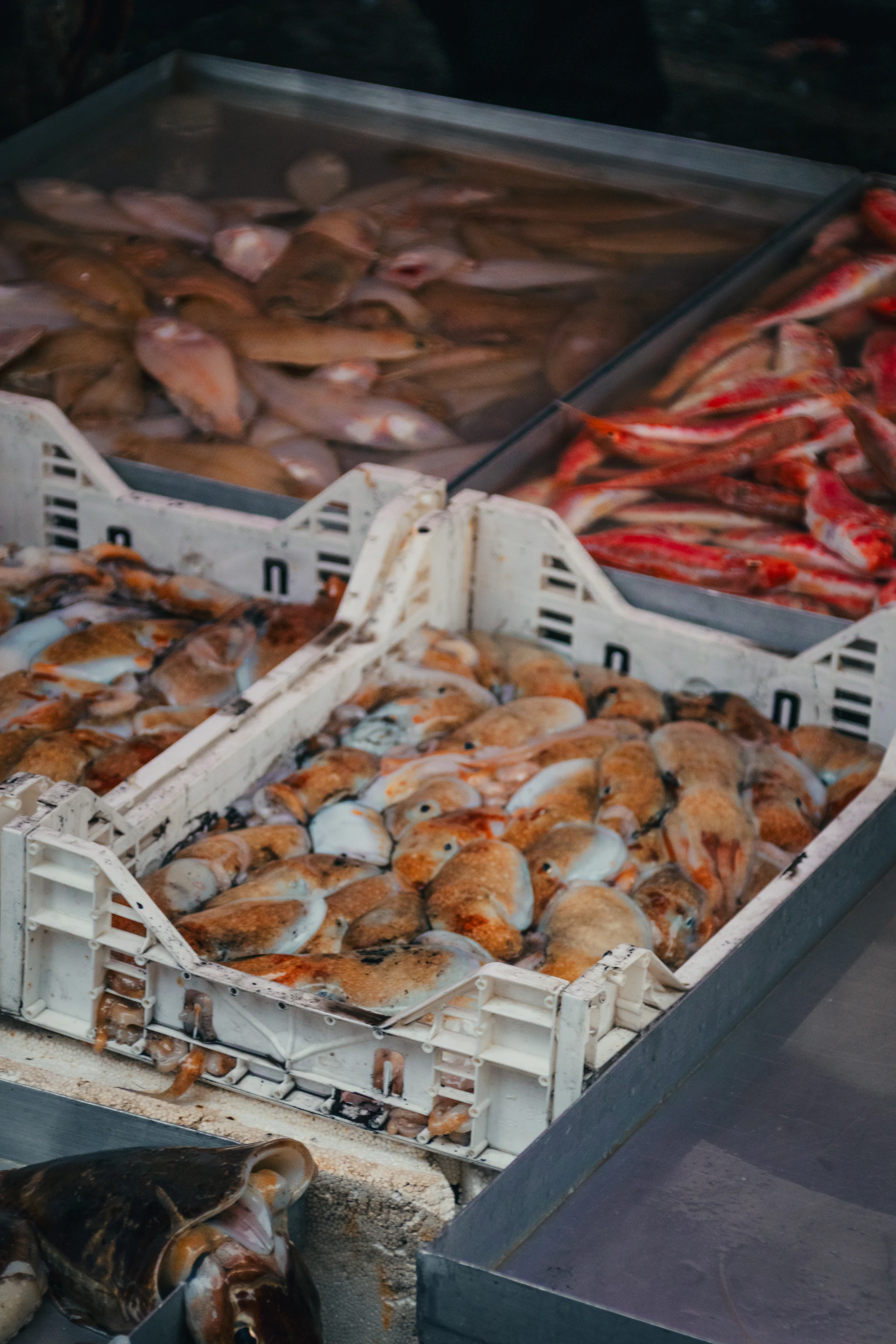 Fresh seafood sorted into crates at a market, illustrating a visible handoff in the seafood supply chain