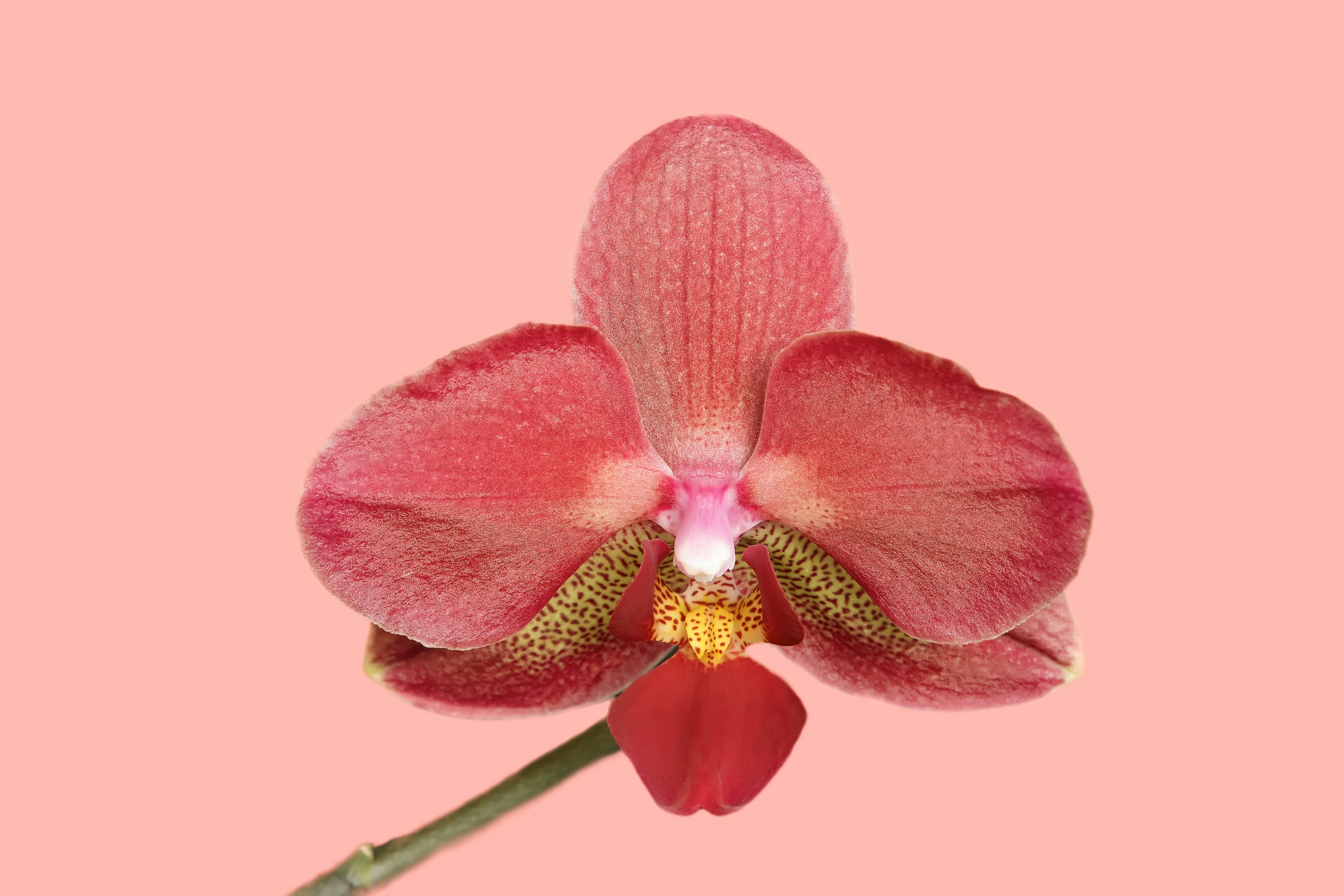 Photo by erwinbosman