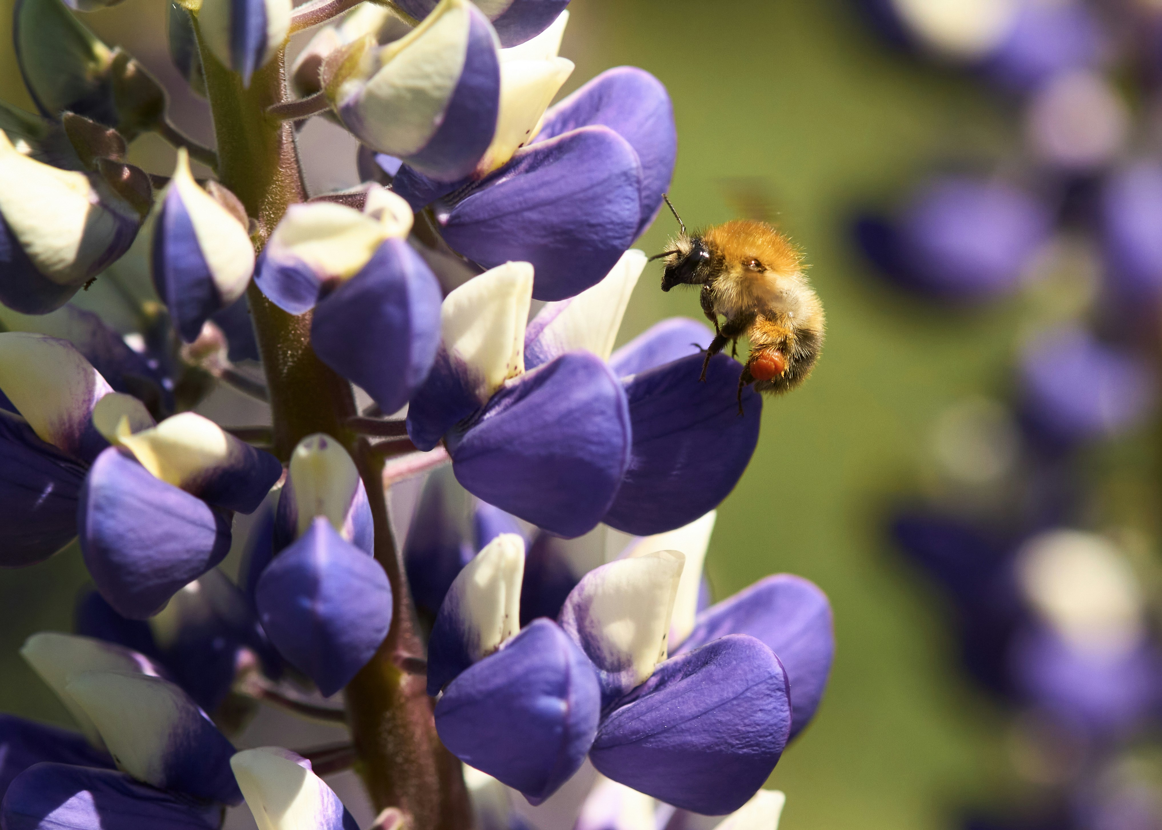 Photo by erwinbosman