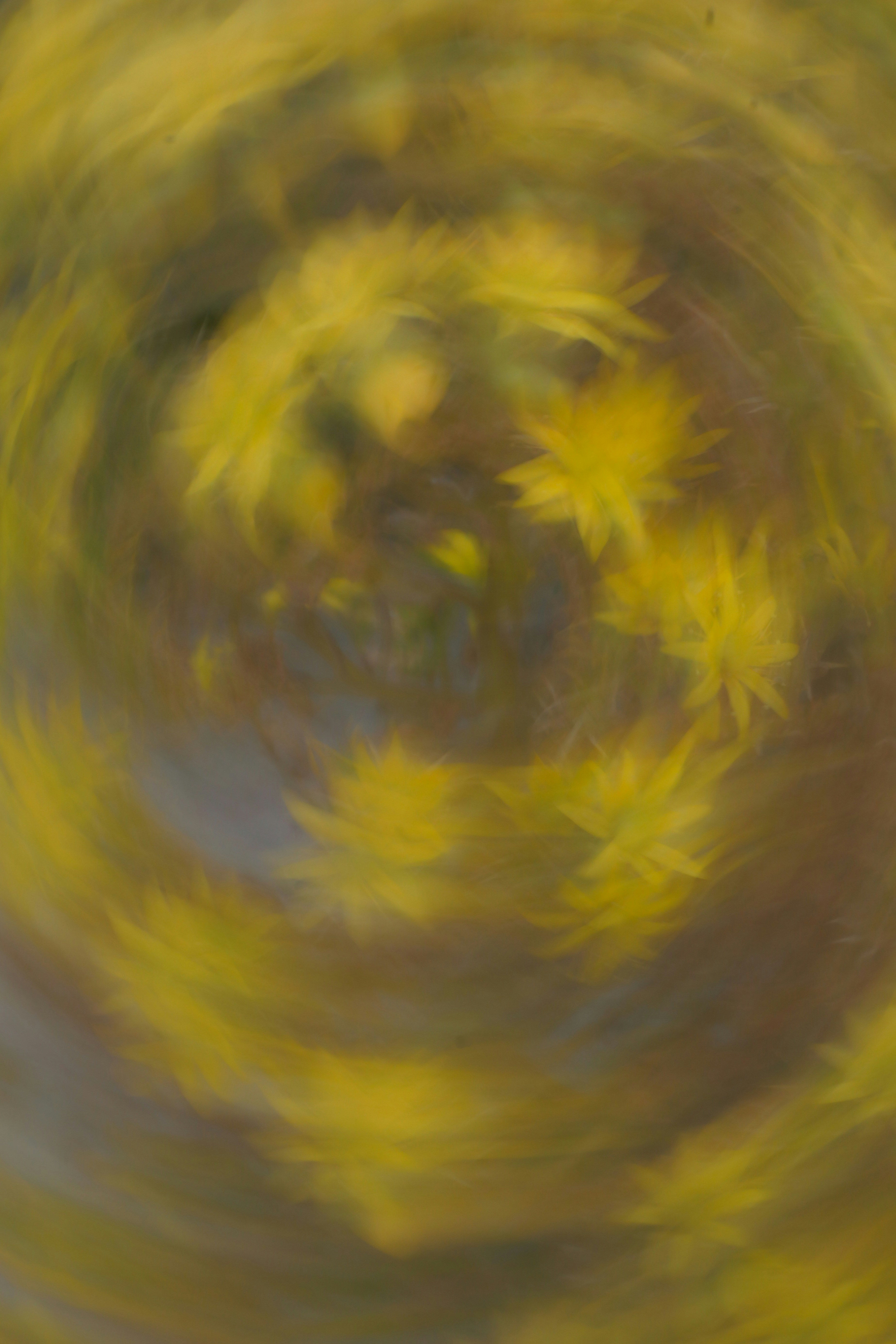 Feuilles jaunes abstraites tourbillonnant en cercle