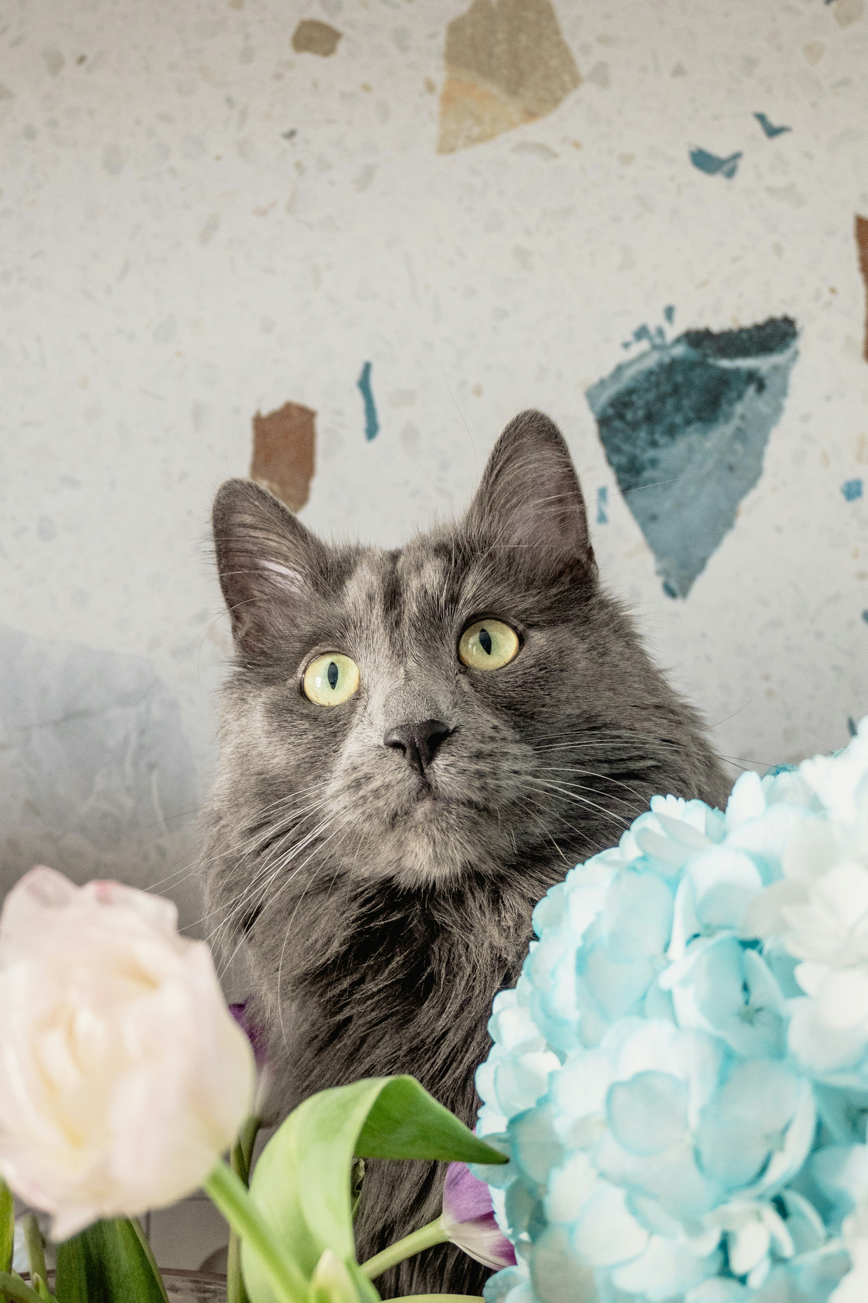 A fluffy gray cat with green eyes looks up.