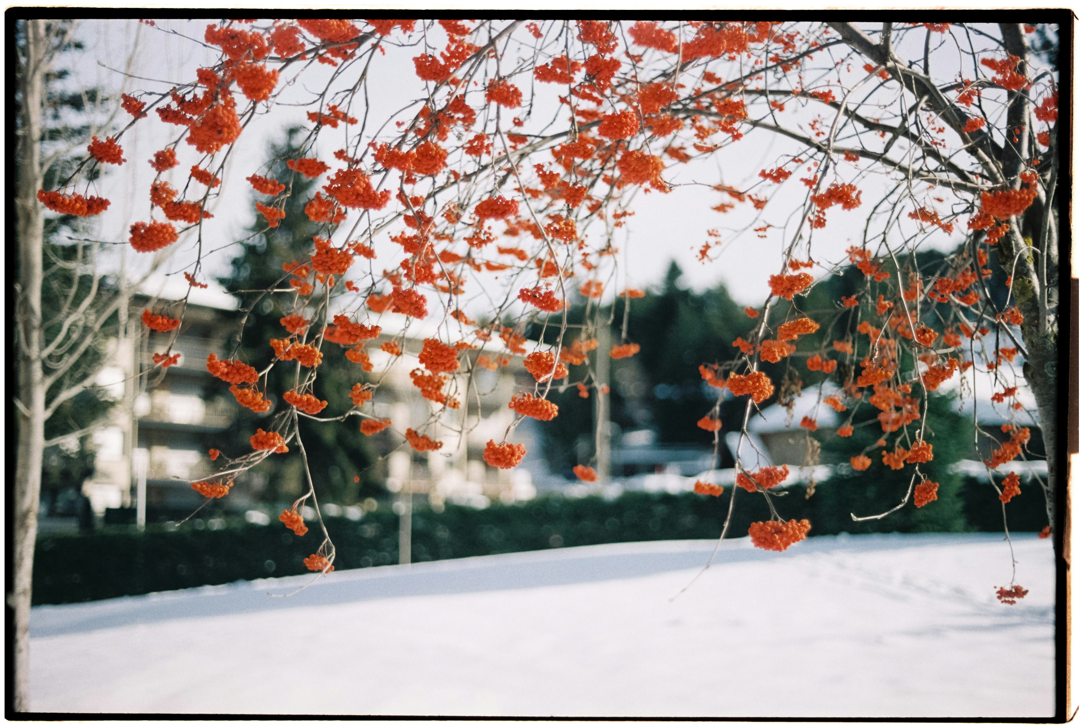 Bayas rojas en un día nevado de invierno
