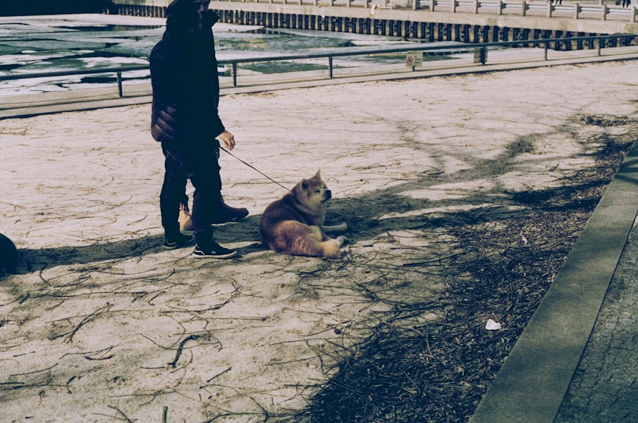 Why Does My Dog Follow Me Everywhere? Velcro Dogs Explained