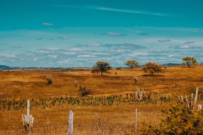 Campo seco com árvores nativas — cerrado