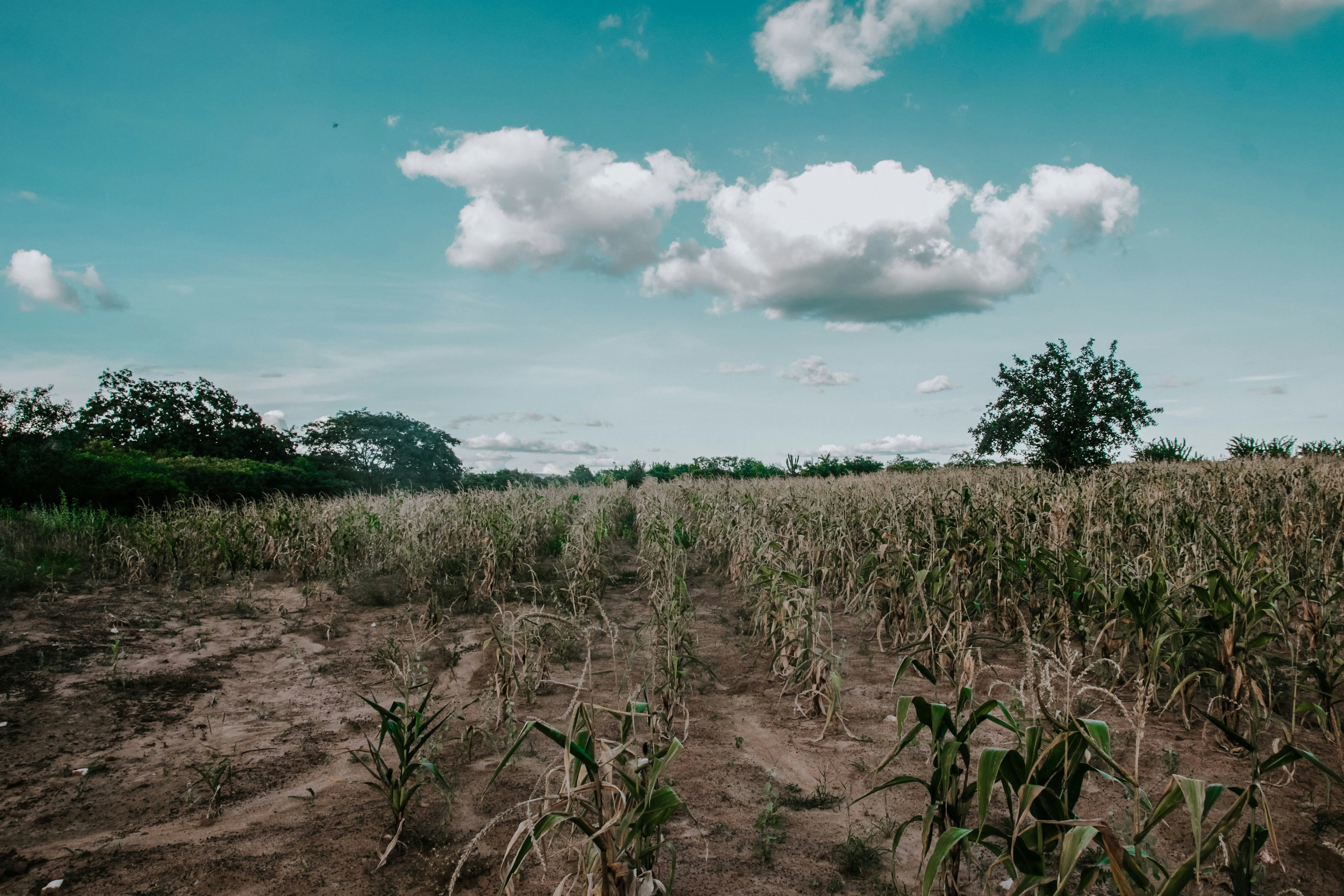 Photo by janilson_oficial