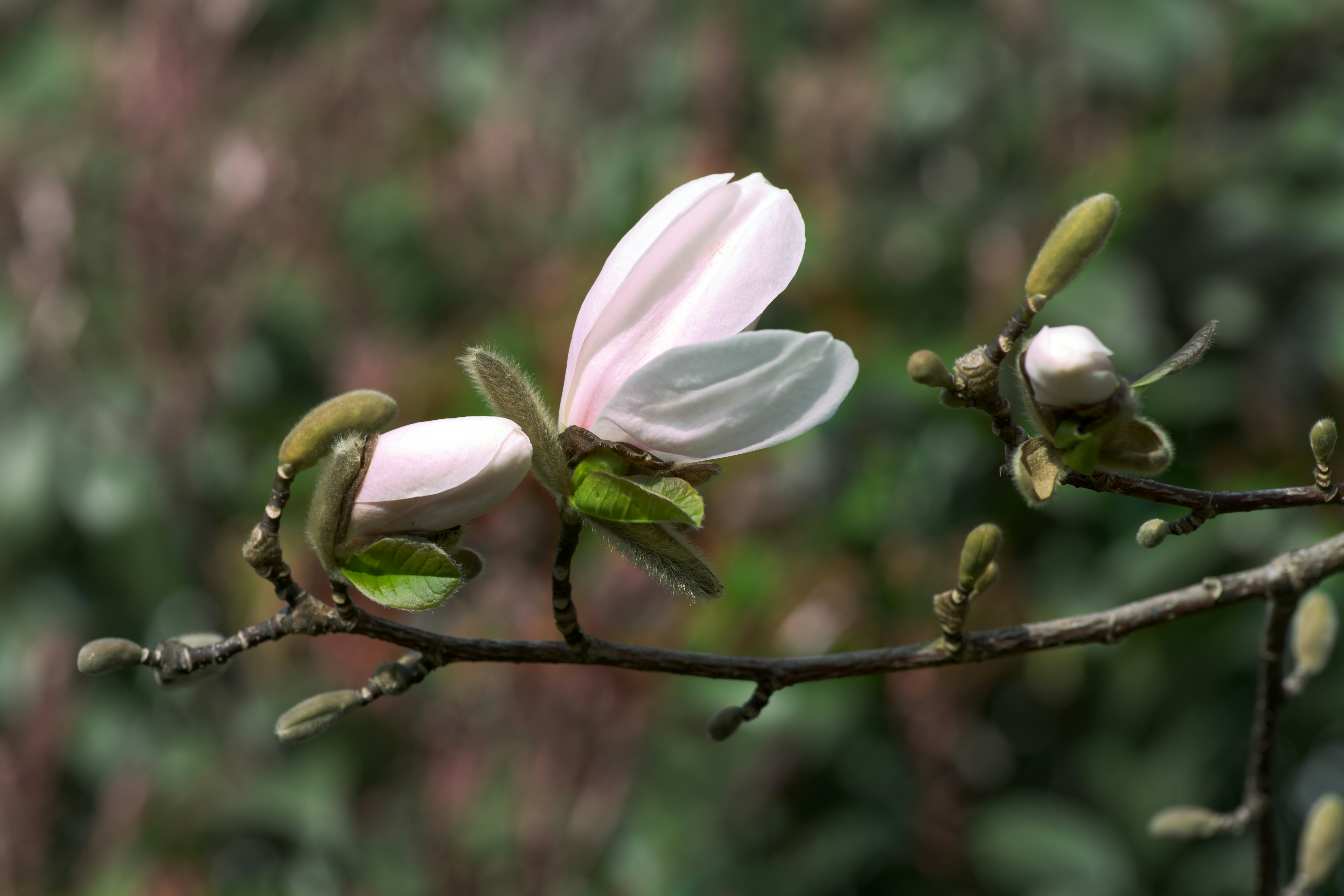 Delicadas flores rosadas de magnolia en una rama.