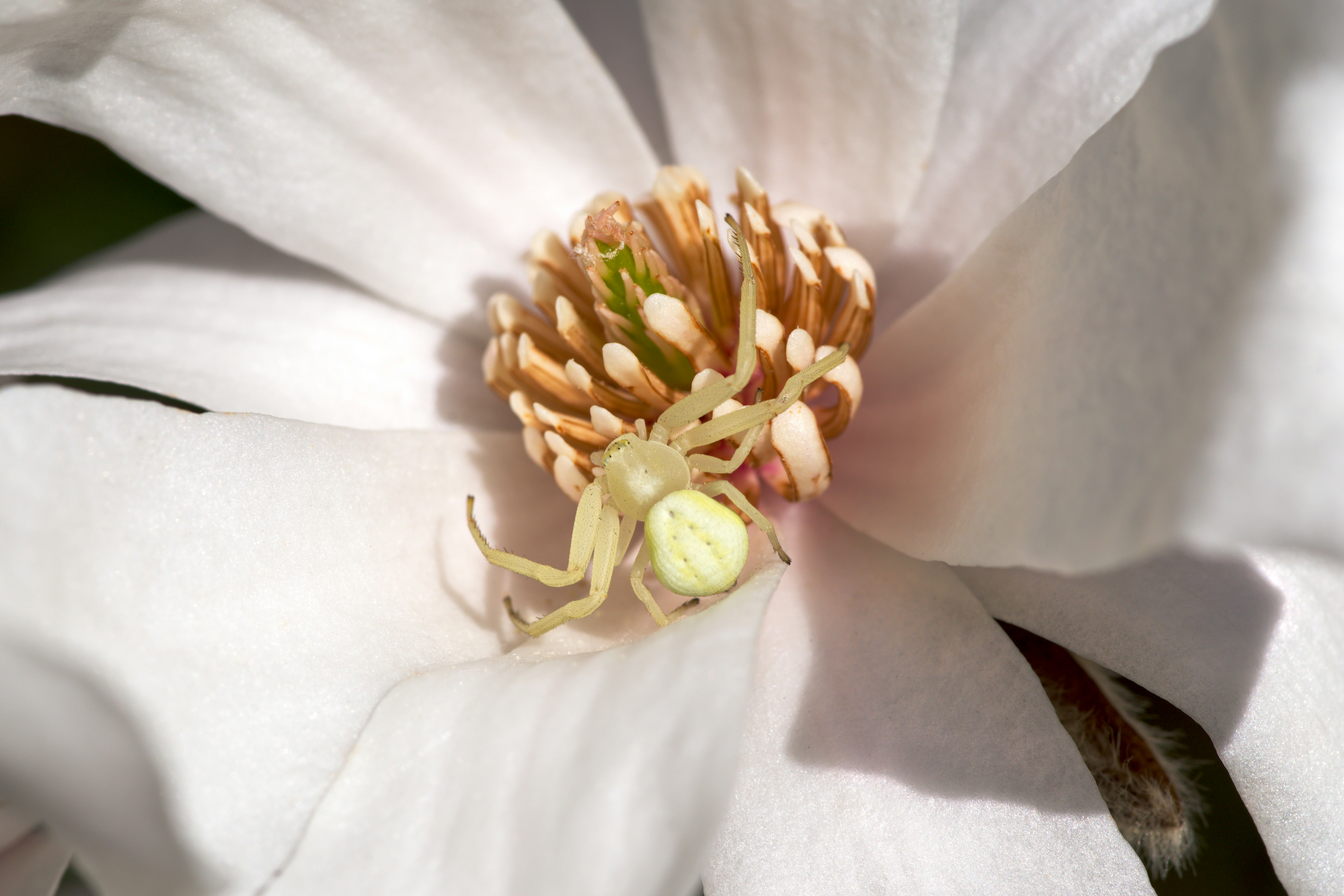 Una araña blanca camuflada en una flor blanca