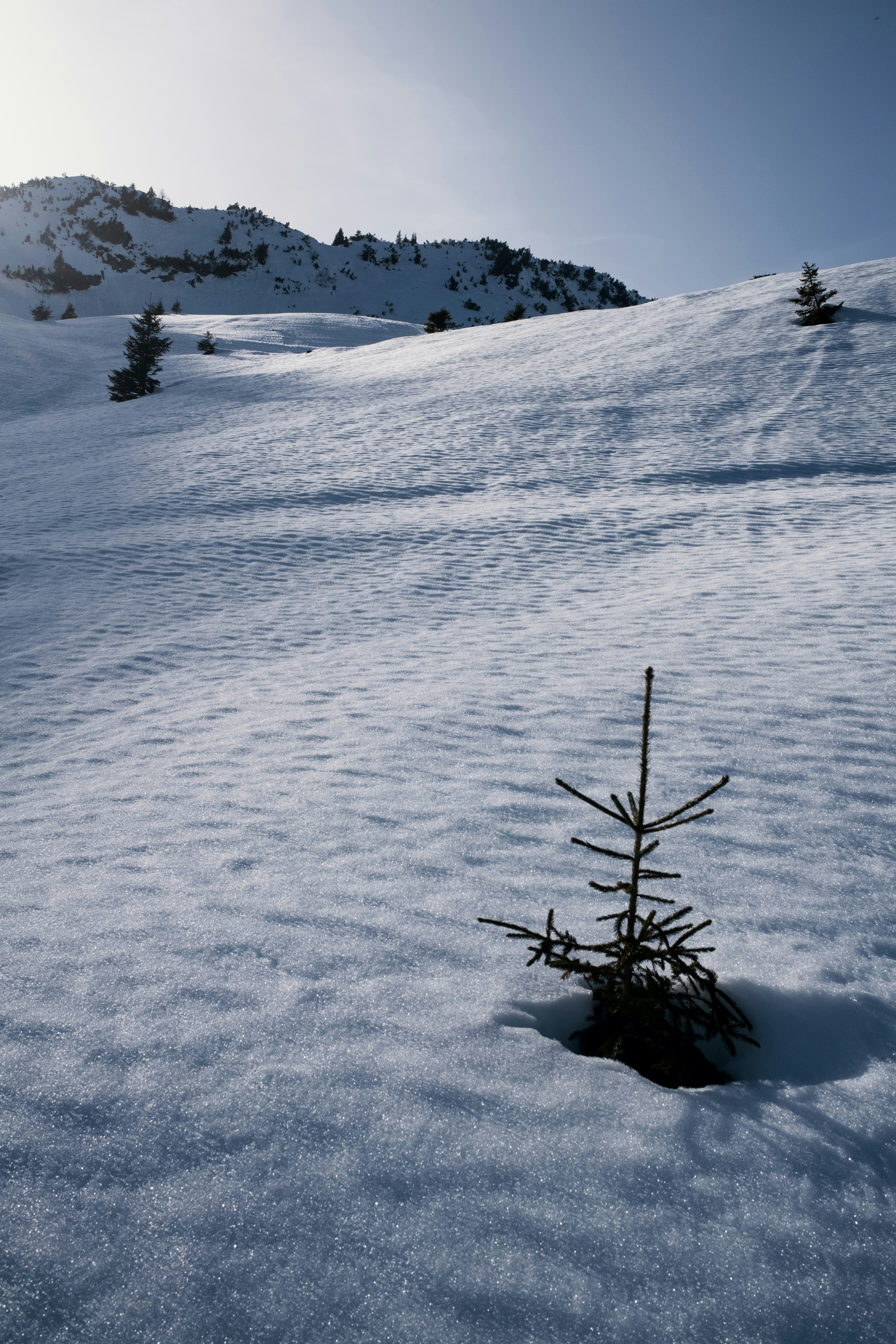 A lone evergreen tree stands in a snowy mountain landscape.
