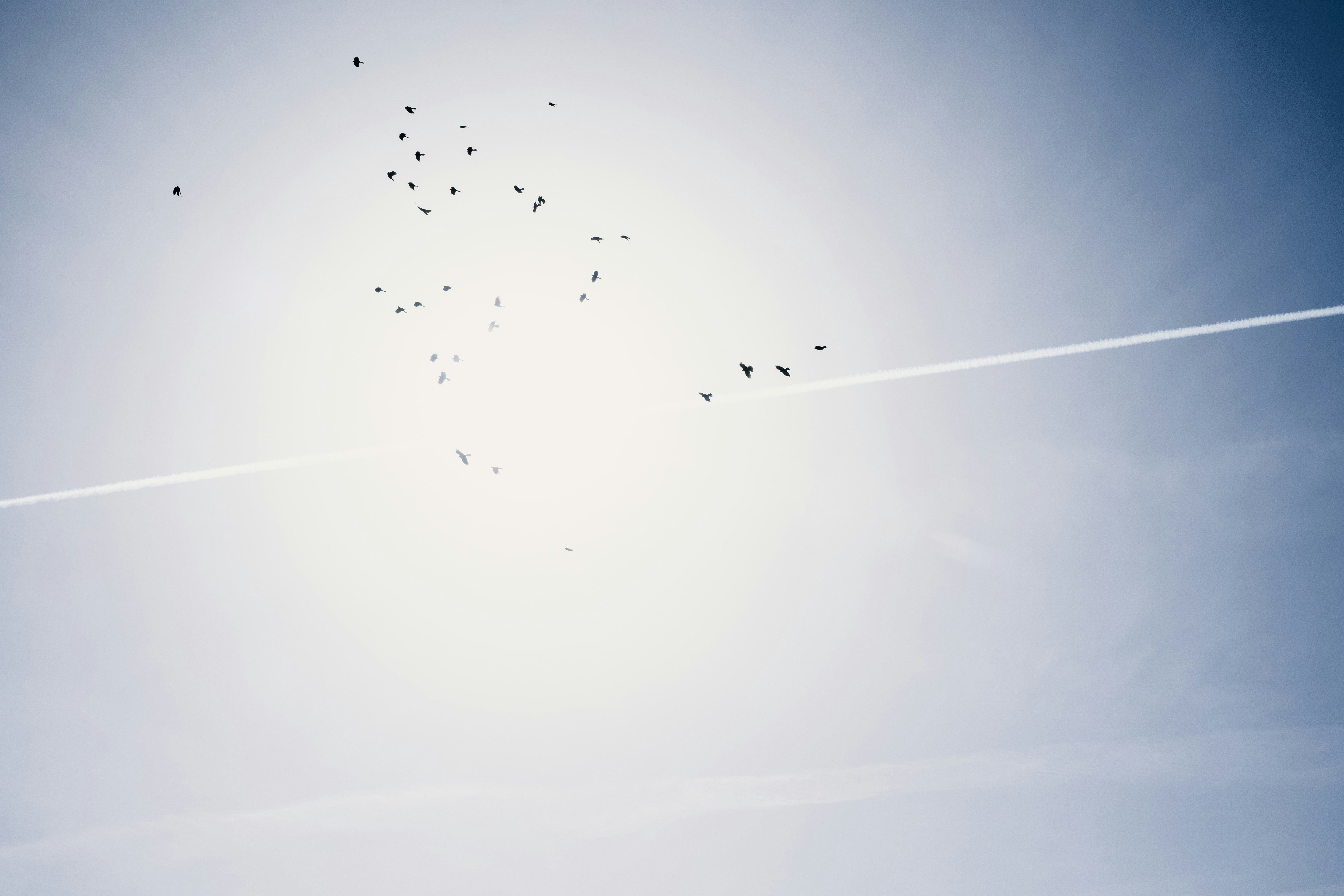A flock of birds flying in a clear blue sky.