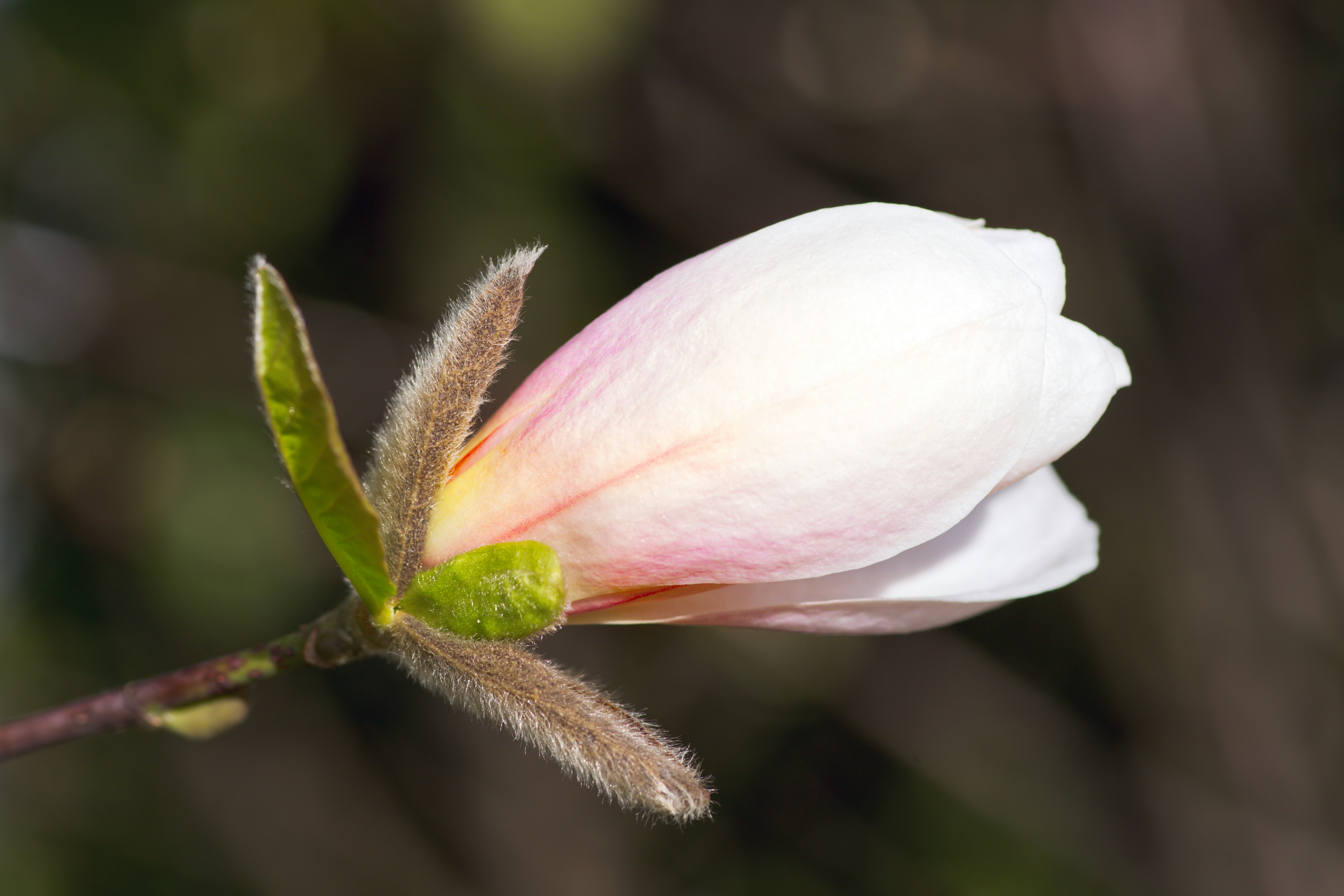 Un delicado capullo de flor de magnolia rosa y blanco.