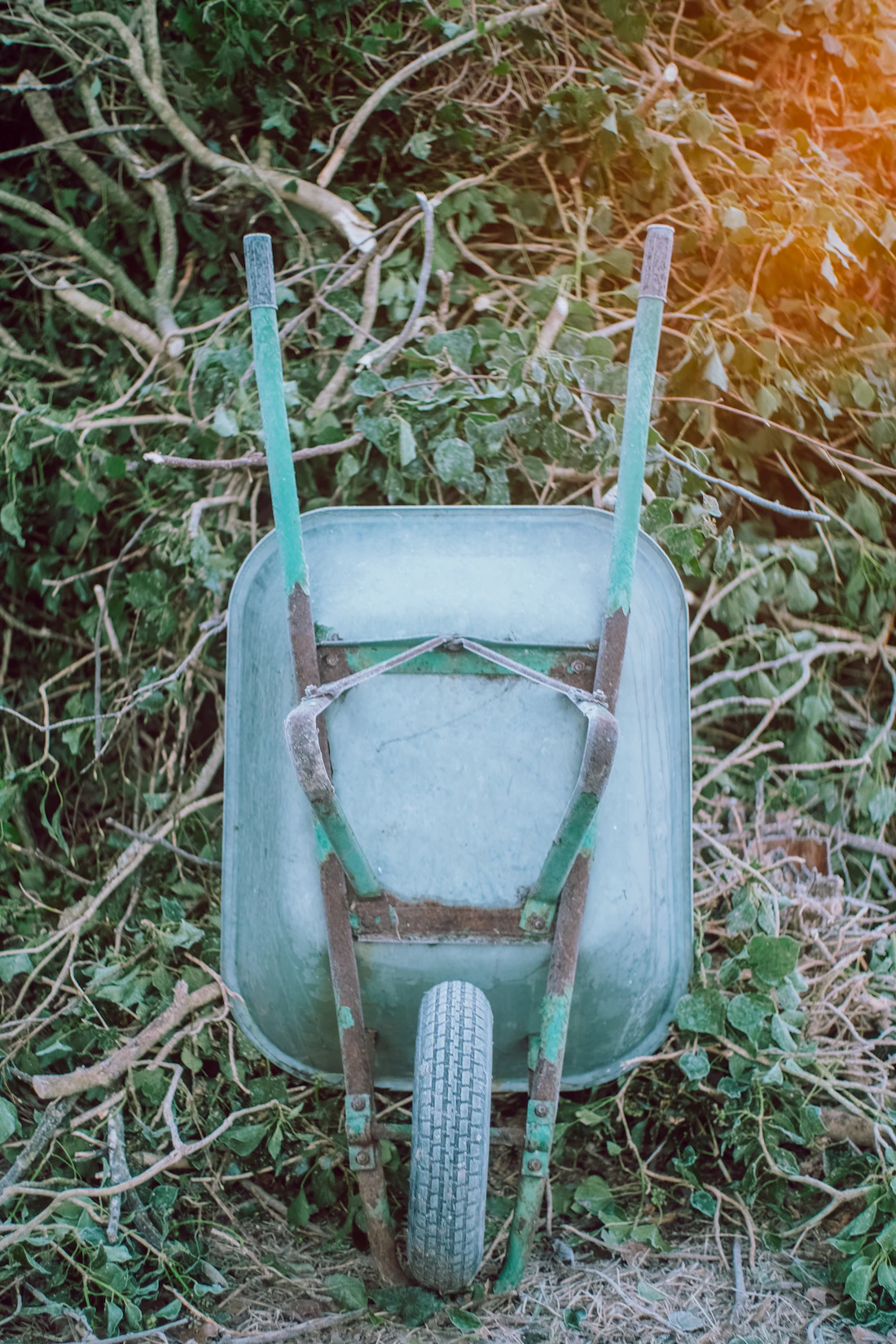 Wheelbarrow sitting among garden debris