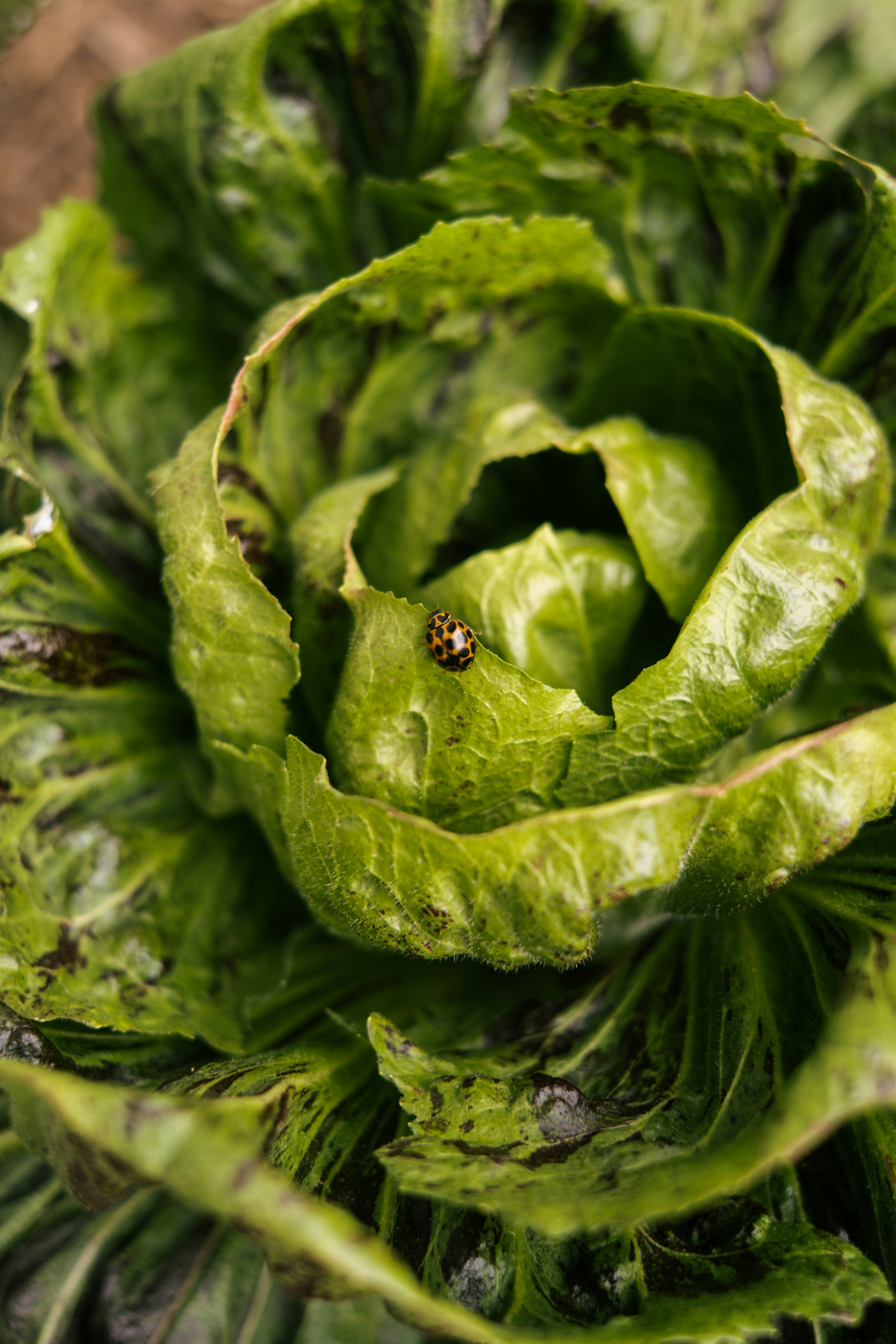 Una mariquita descansa sobre una hoja de lechuga verde fresca.
