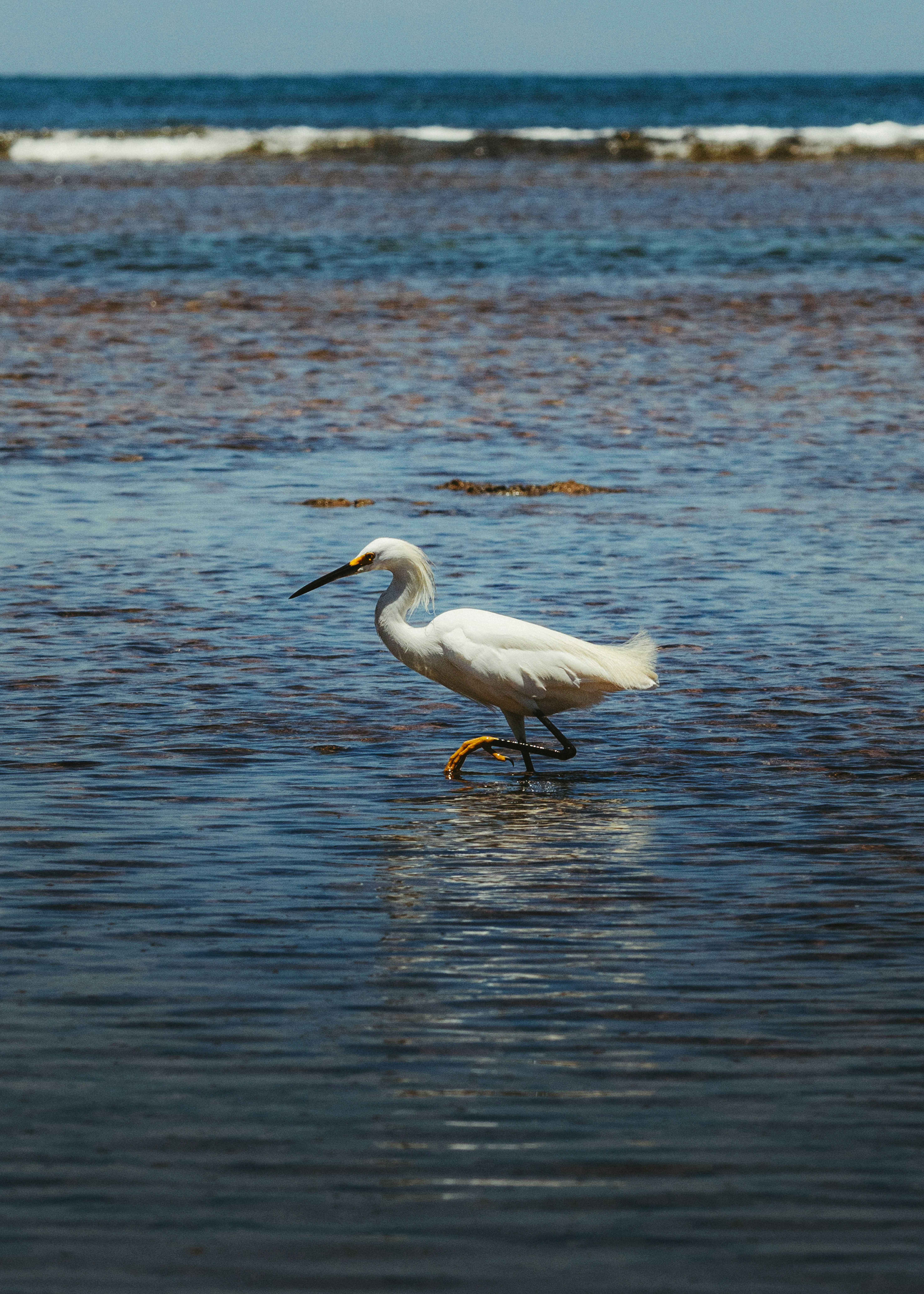 Photo by jonathanborba