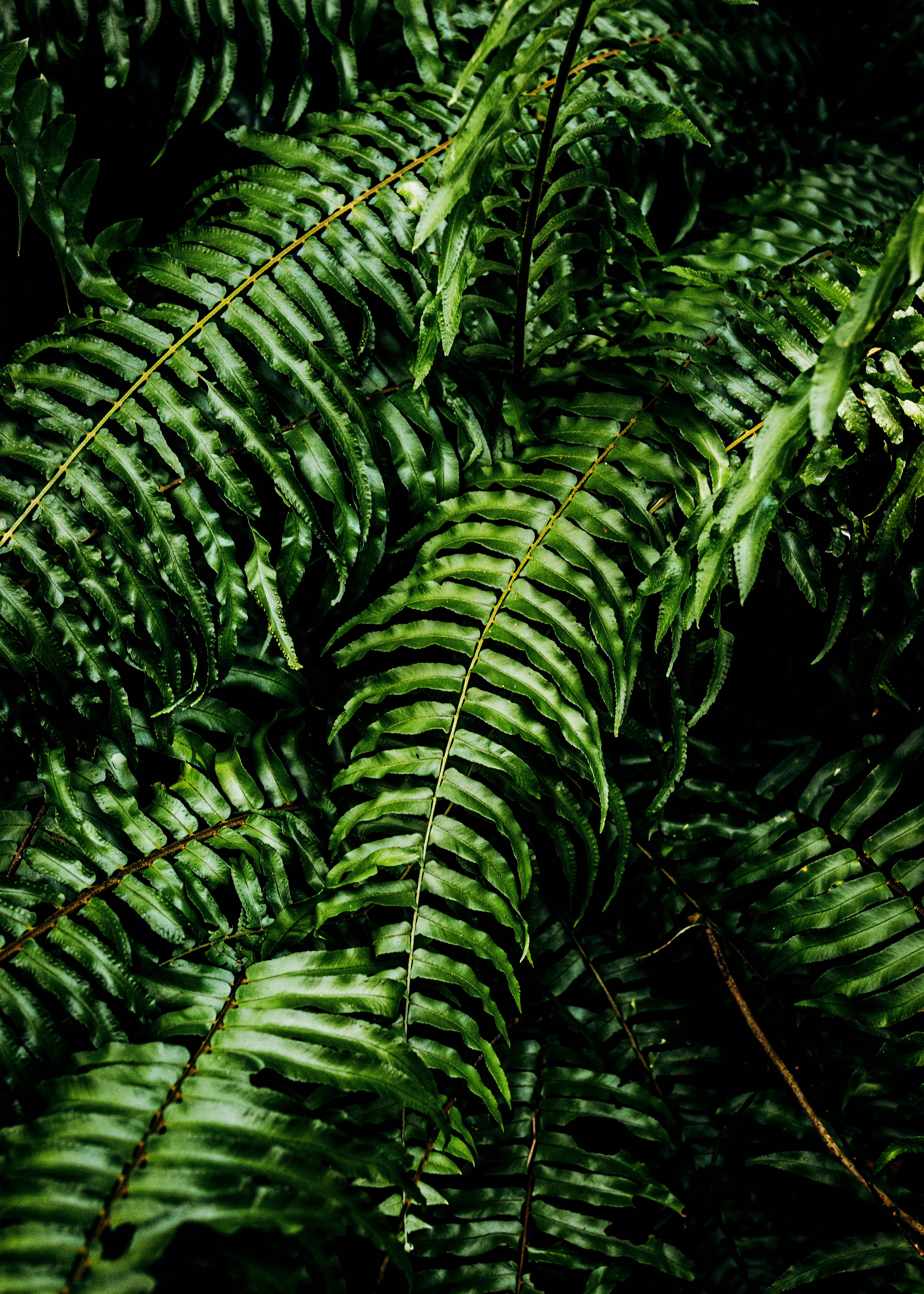 Photo by jonathanborba