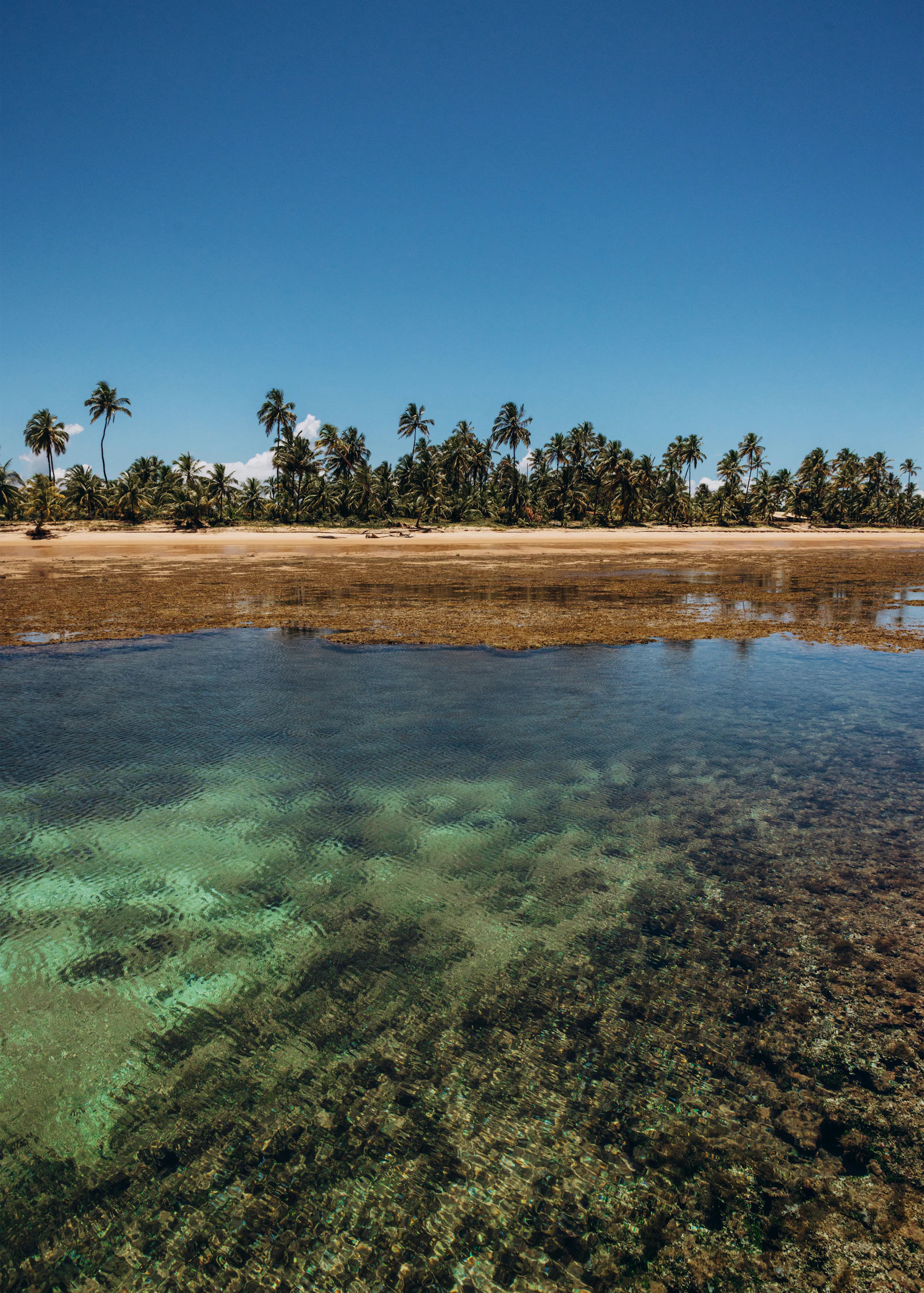 4-Day Sumbawa & Moyo Island Whale Shark Sanctuary