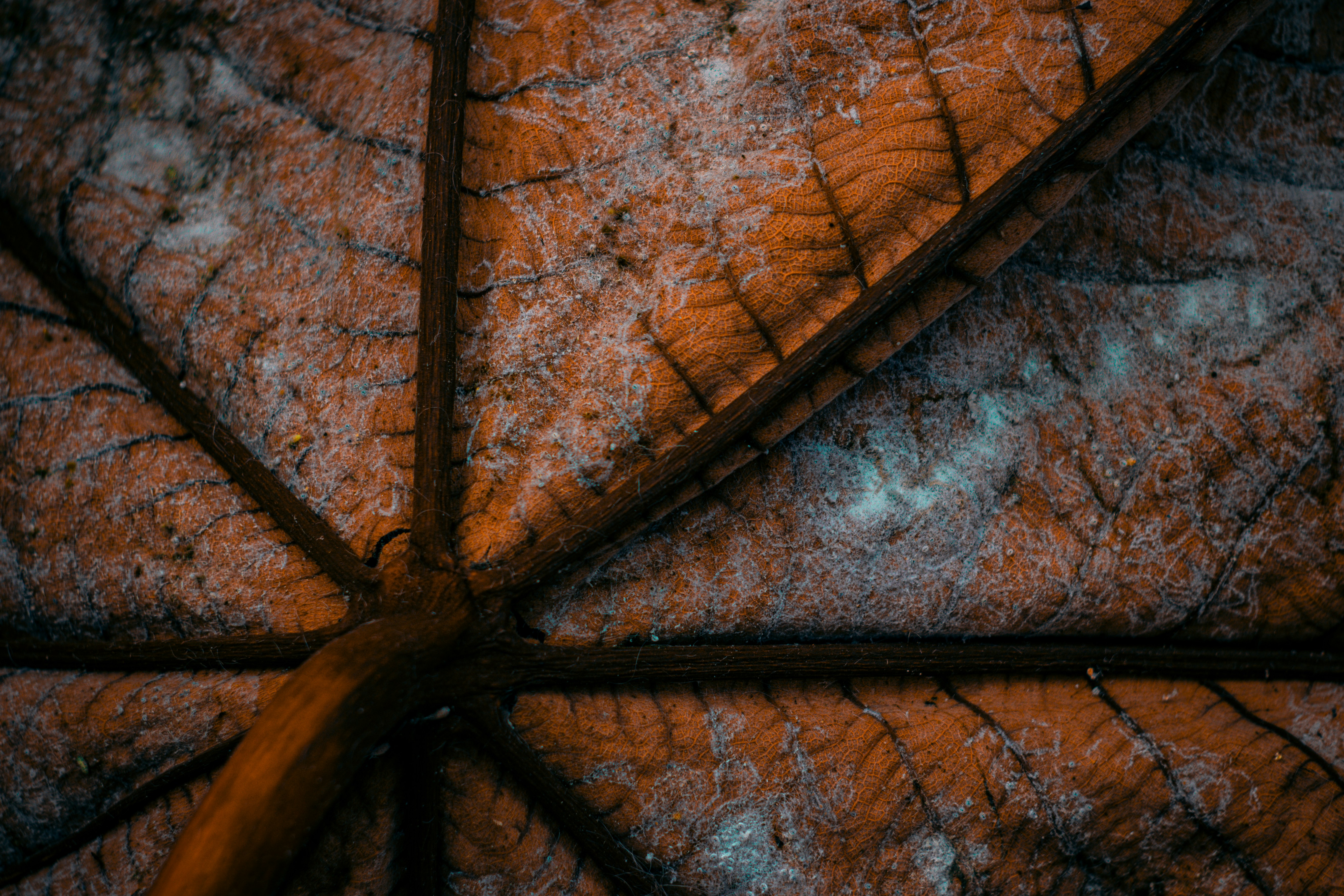 Photo by davidkimmelossa