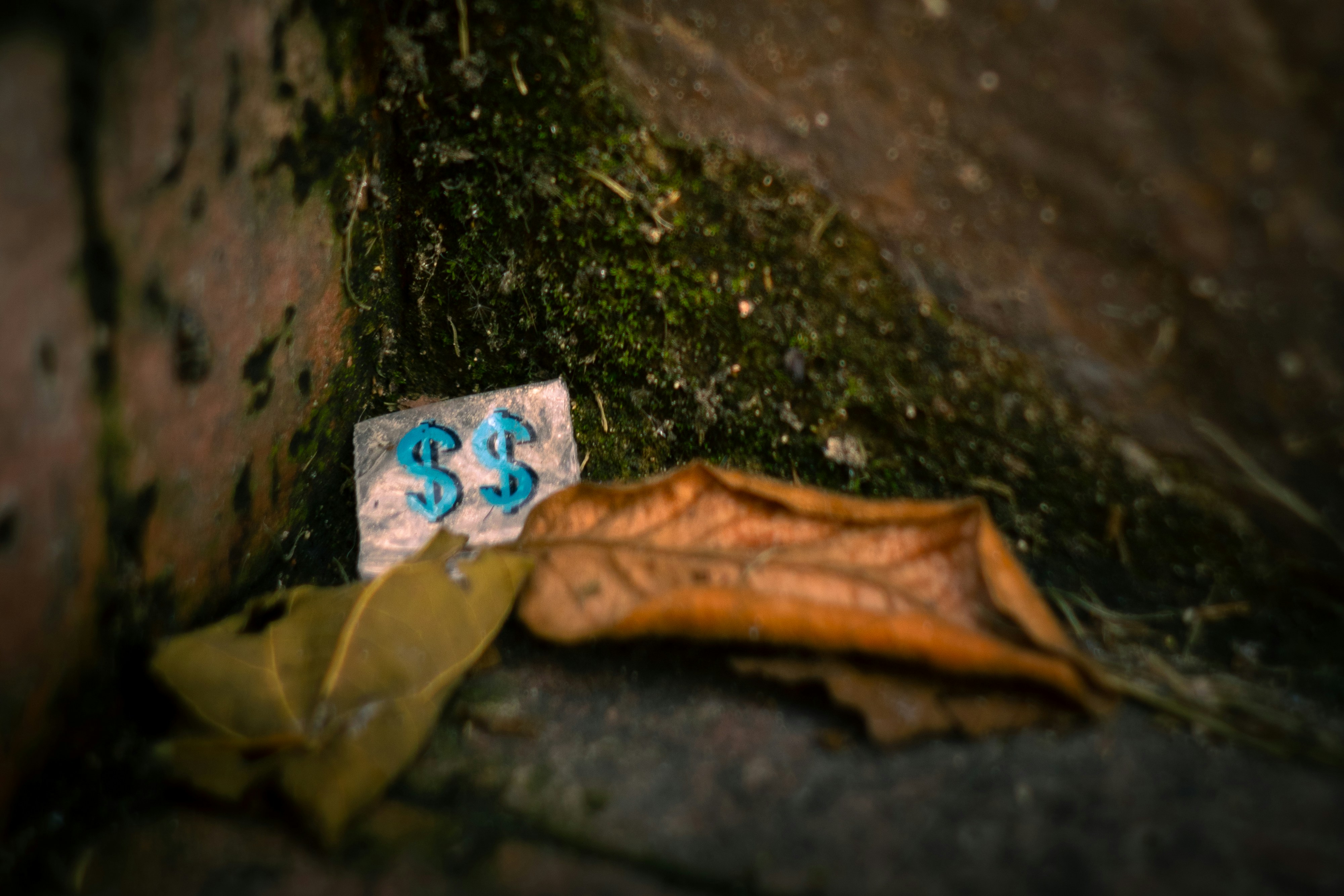 Dollar signs on paper with fallen leaves