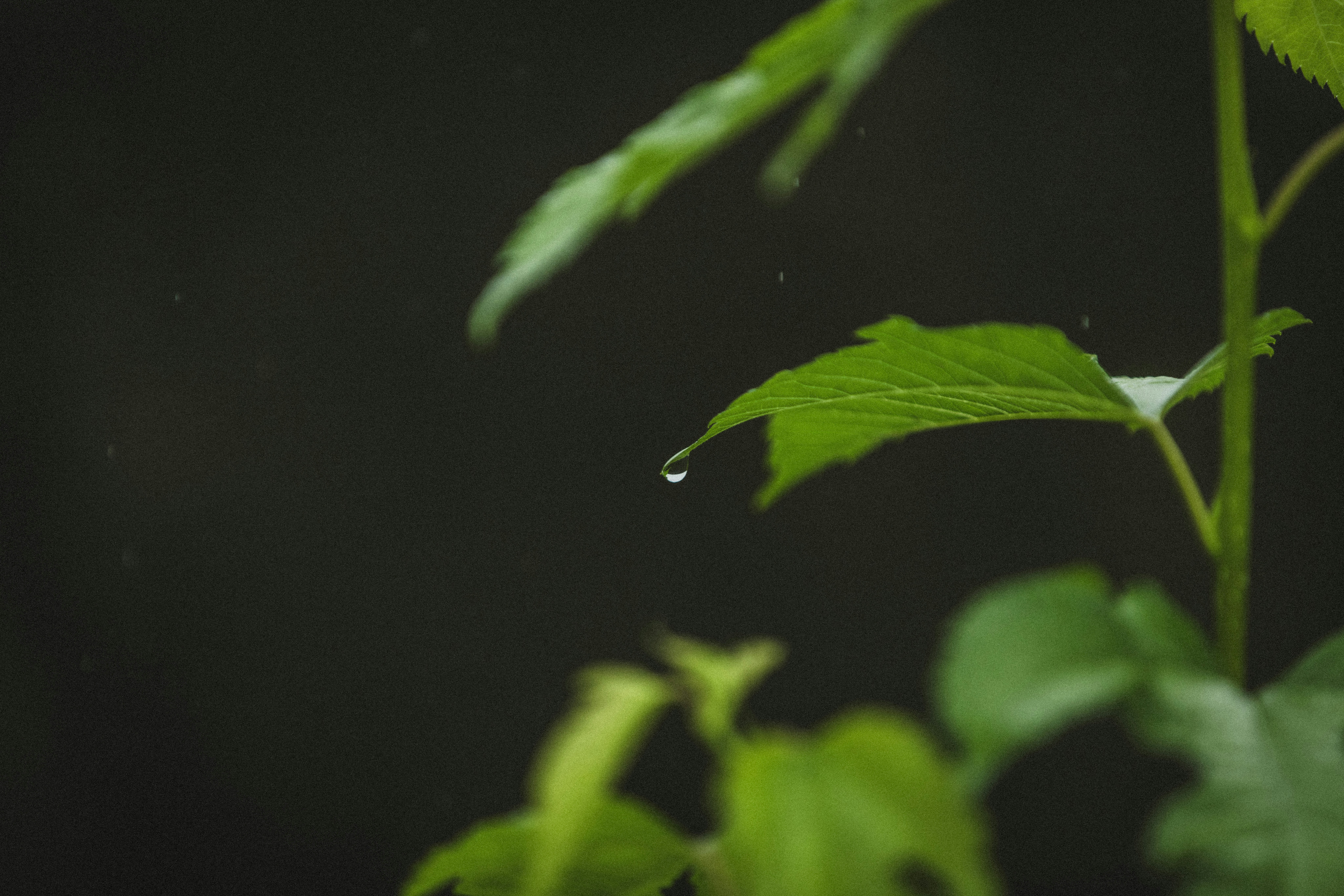 A water droplet falls from a green leaf.
