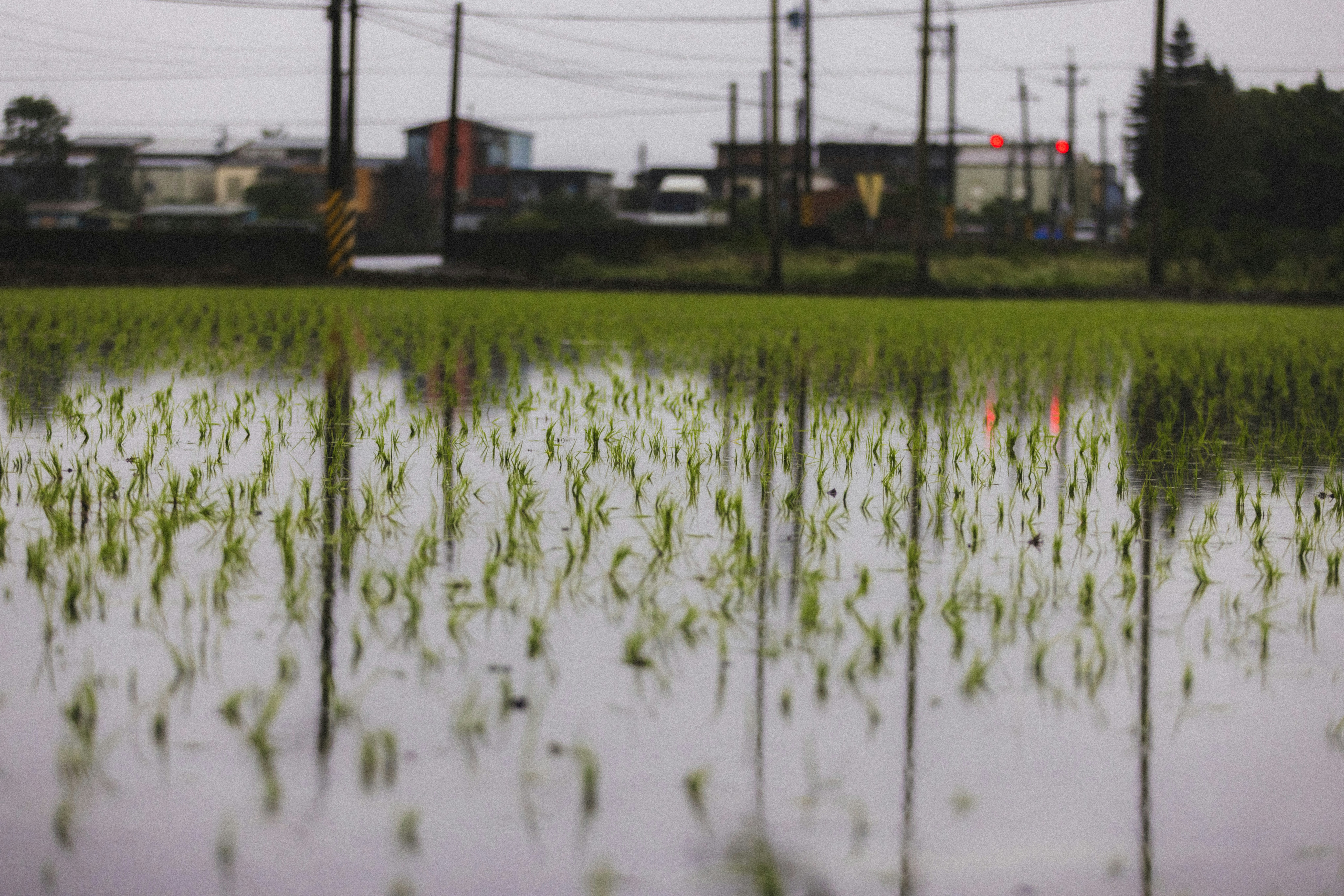Young rice plants reflected in flooded paddy field.