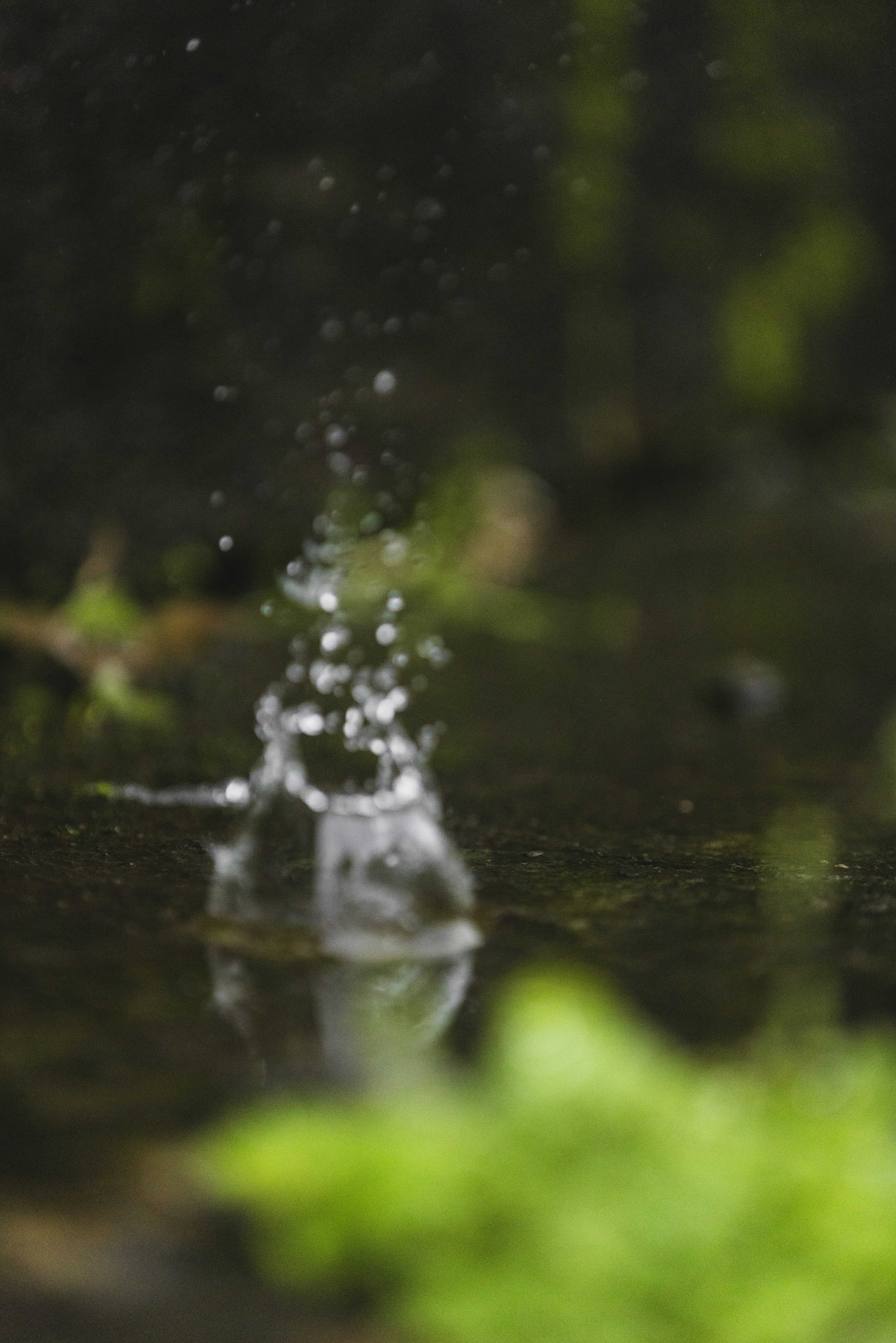 Water splash in a puddle with blurred greenery.