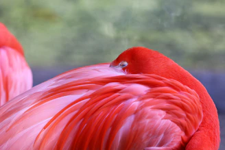 A bright pink flamingo tucks its head into its feathers.