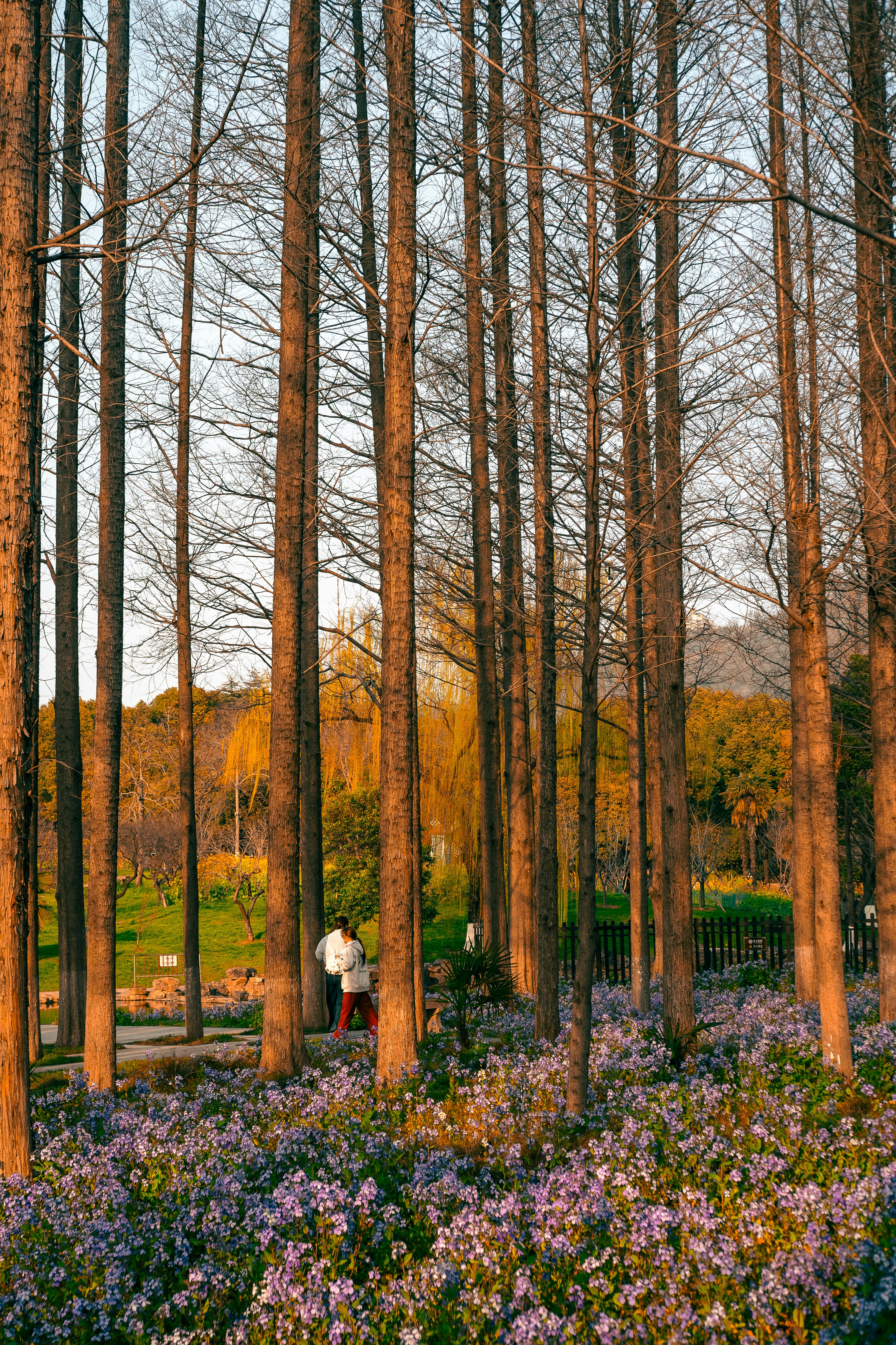 Tall trees with purple flowers in a park at sunset.