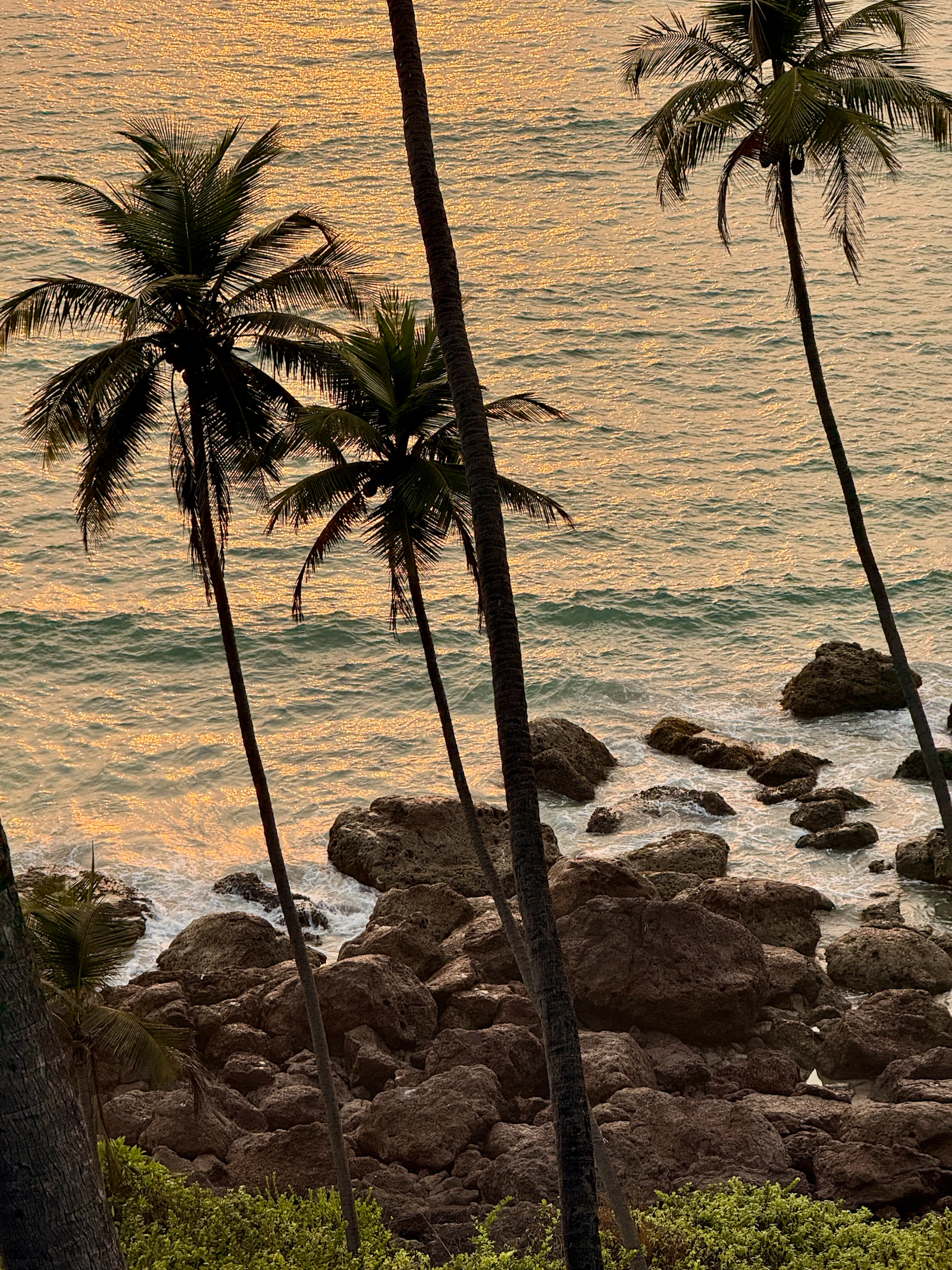 Palm trees above a rocky Goan beach at sunset