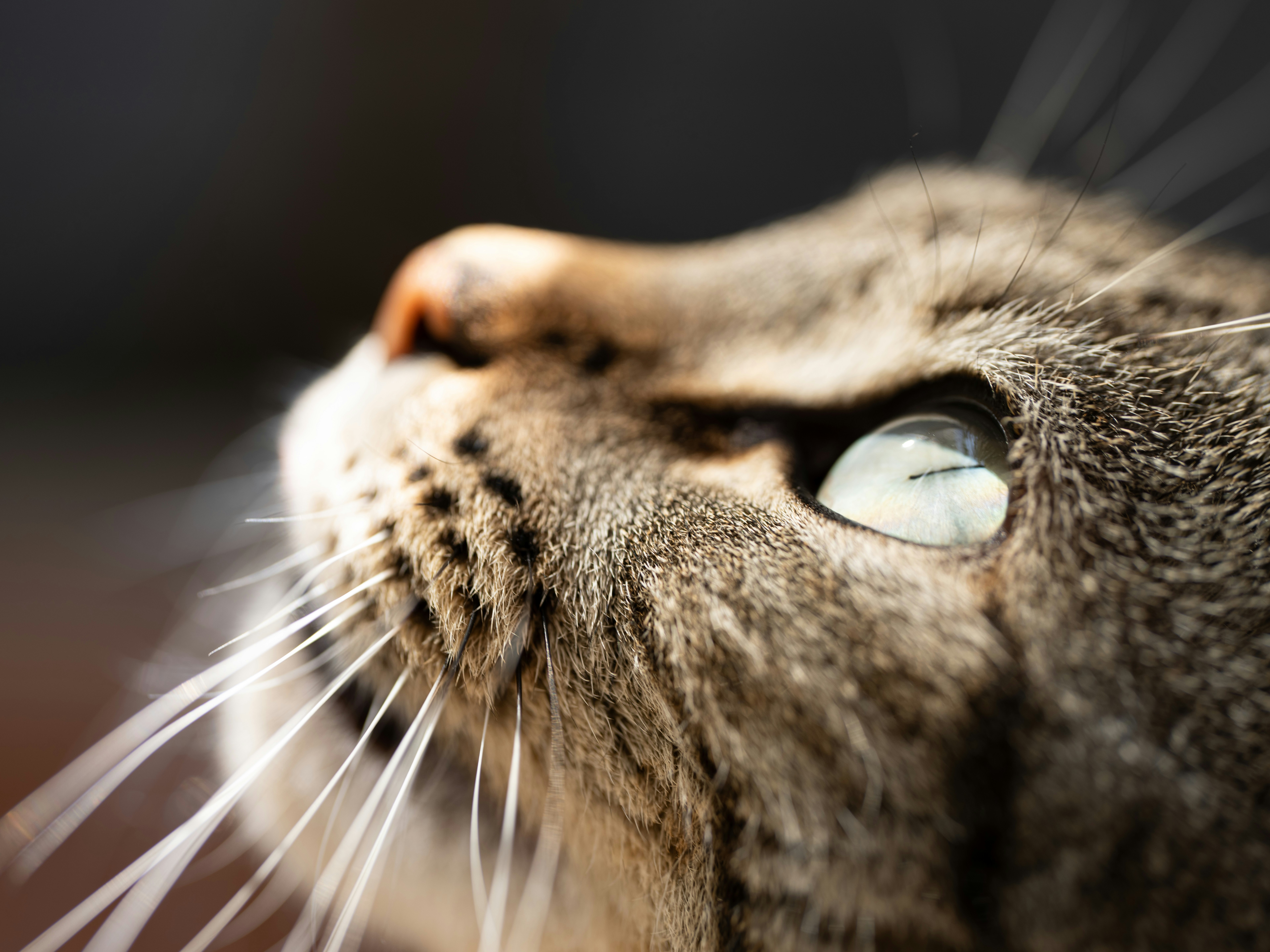 Close up of a tabby cat looking upwards