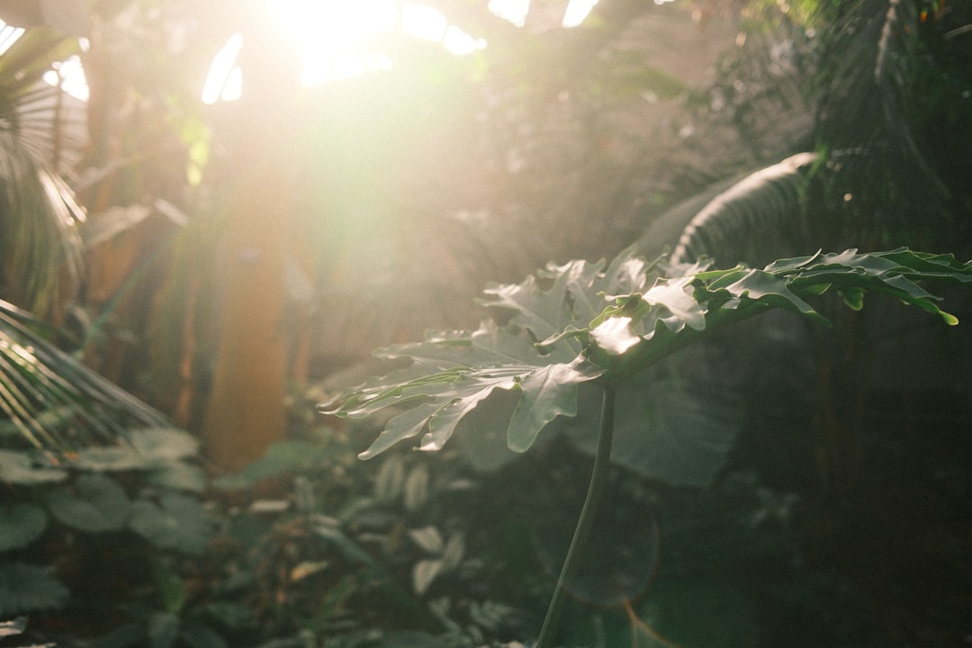 Sunlight streams through lush green jungle foliage.