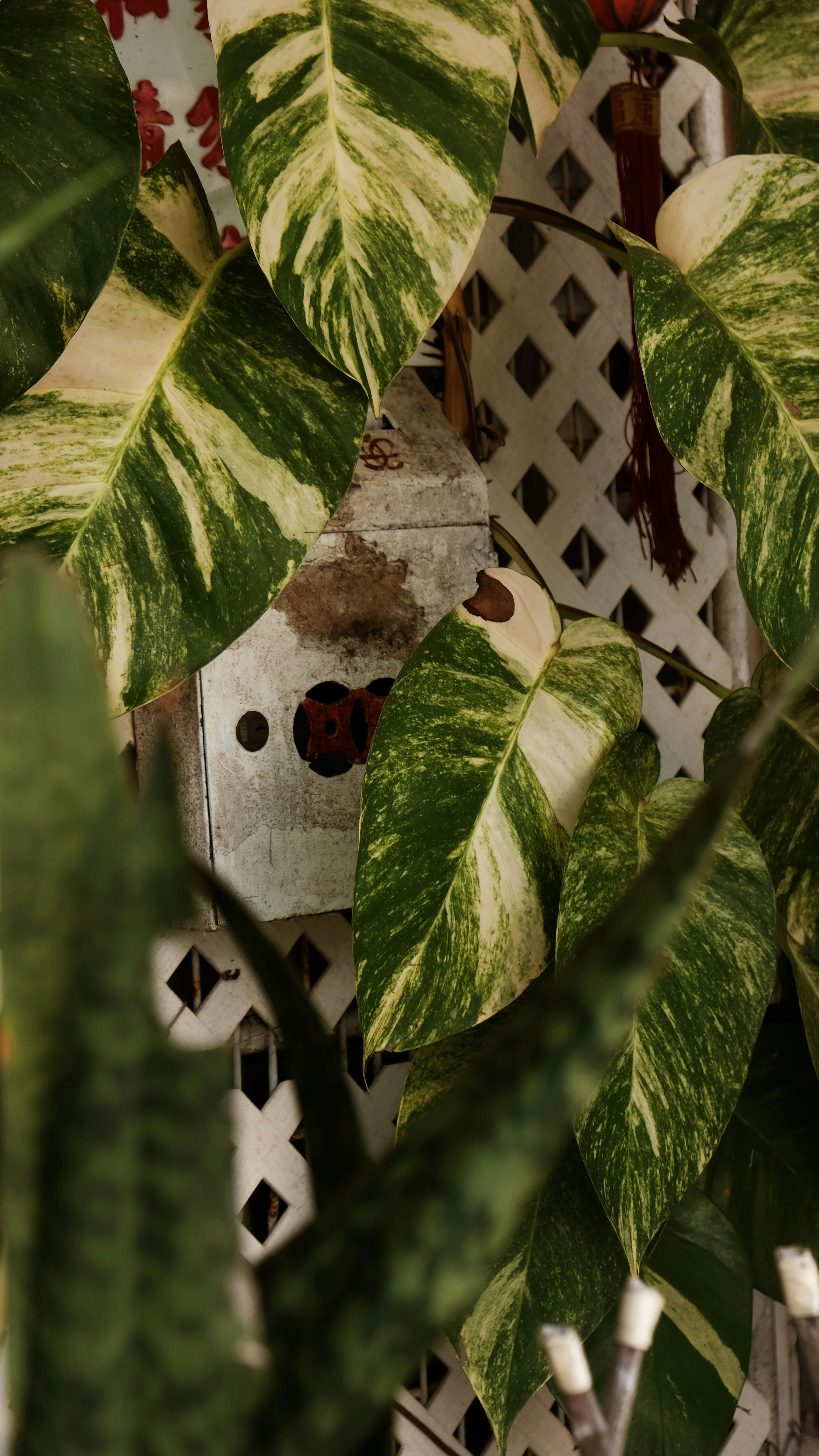 Variegated pothos leaves with a lattice background